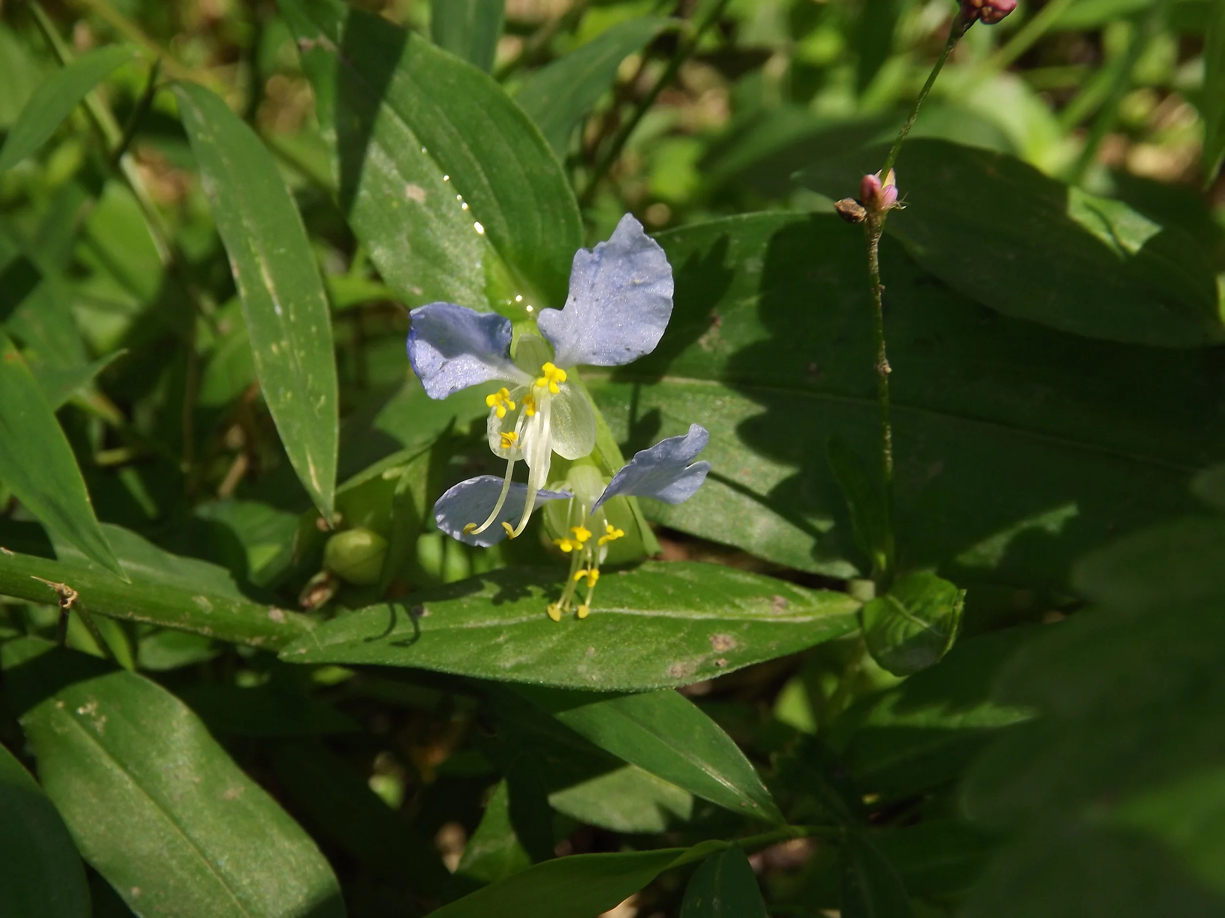Asiatic Dayflower (Non Native) Commelina communis