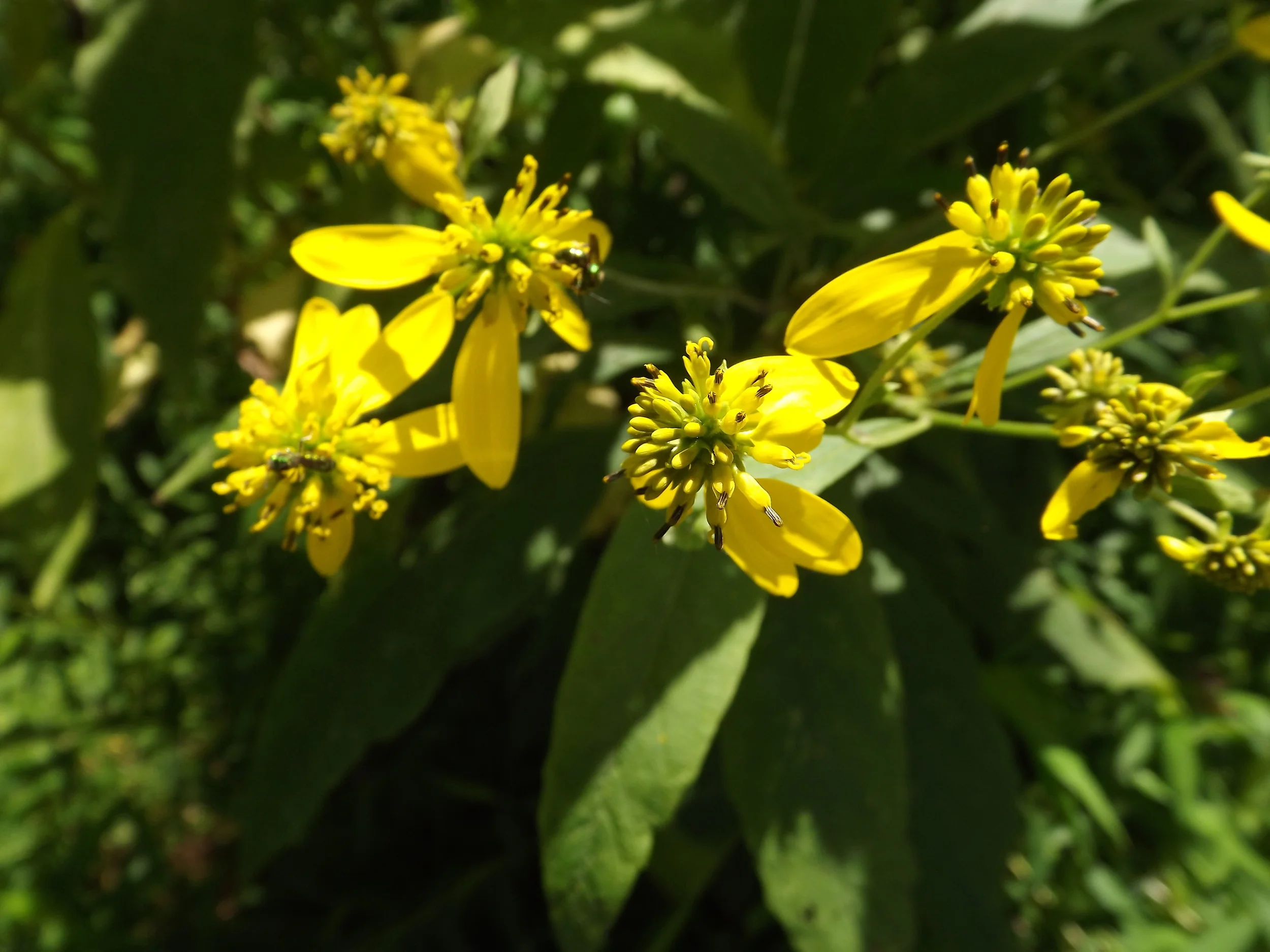 Yellow Ironweed Verbesina alternifolia
