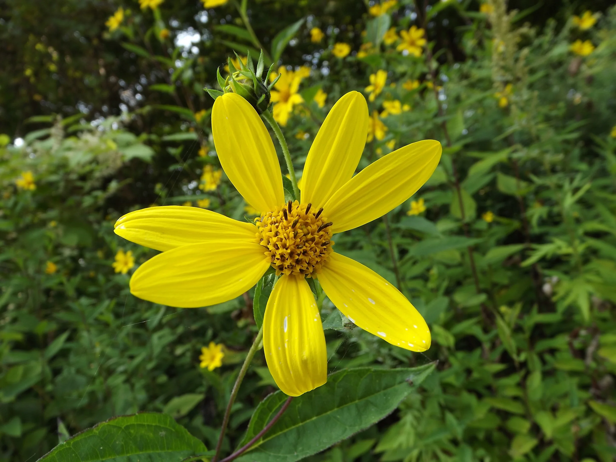 Woodland Sunflower Helianthus divaricatu s