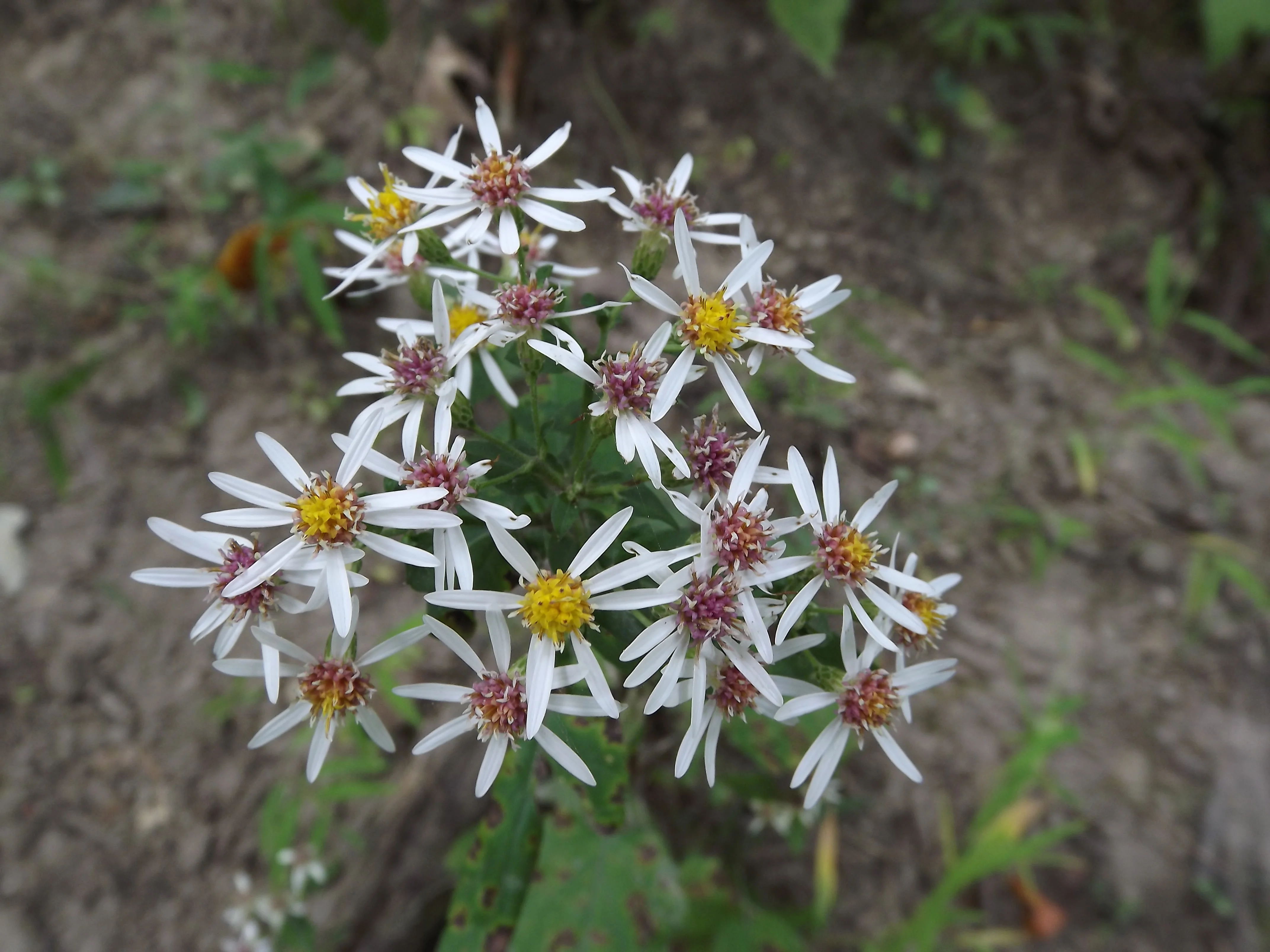 A Cardinal Flower, lots of Asters, and a Skipper
