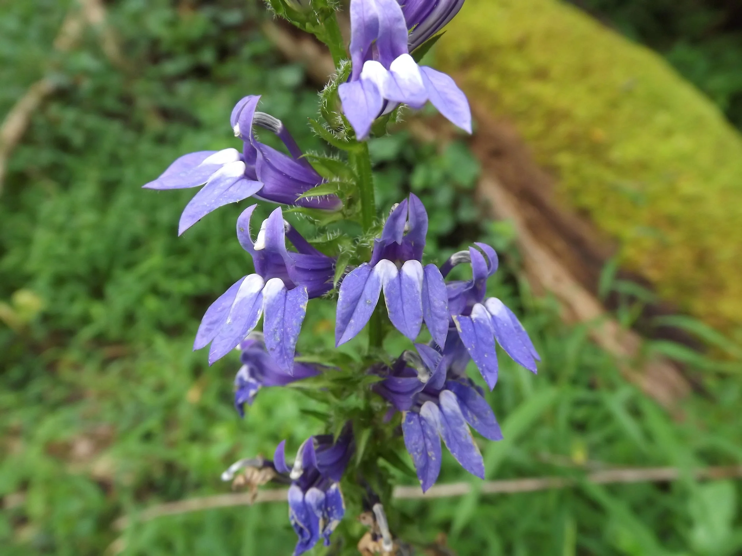 Great Blue Lobelia Lobelia siphilitica