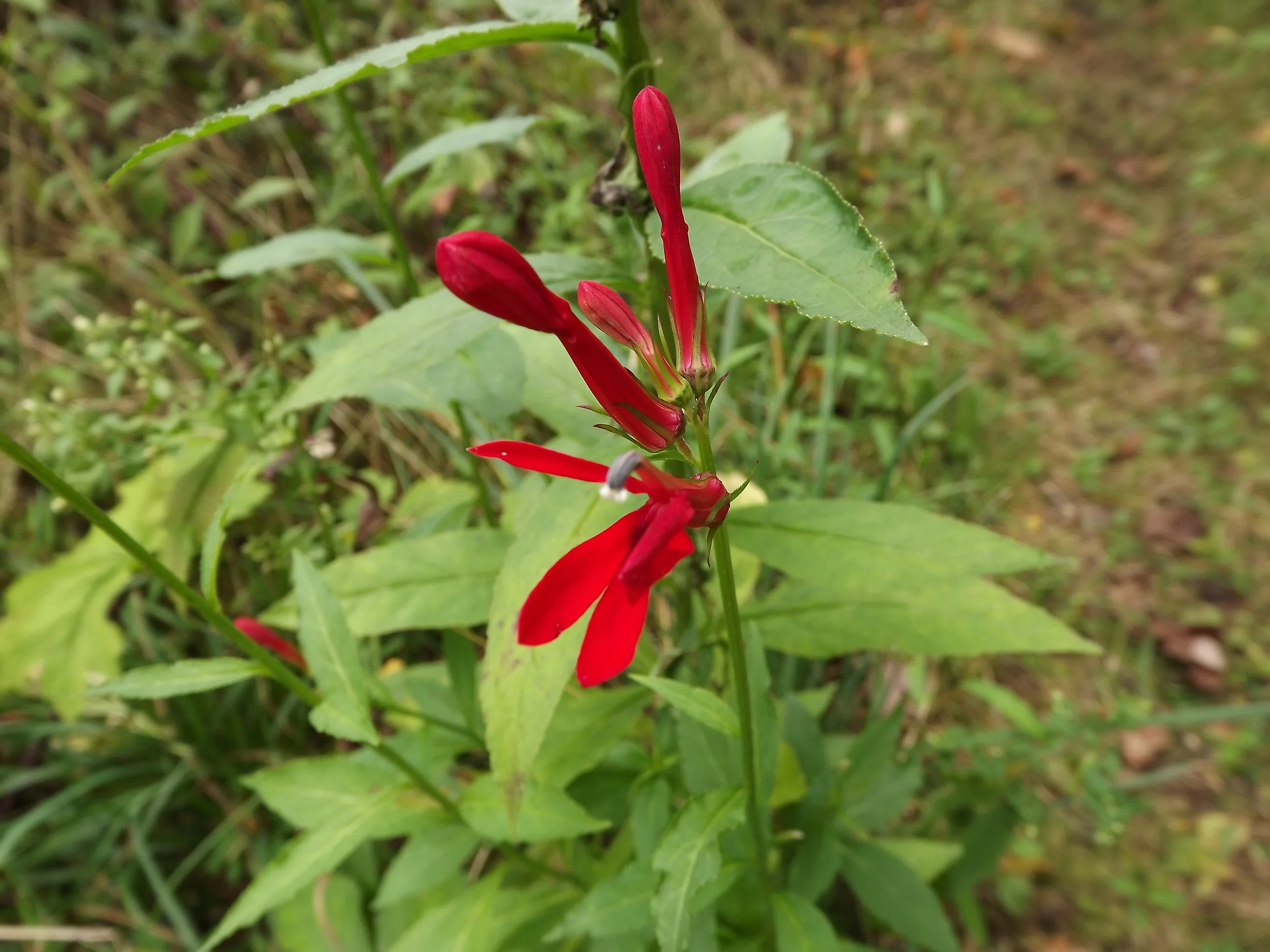 Cardinal Flower Lobelia cardinalis