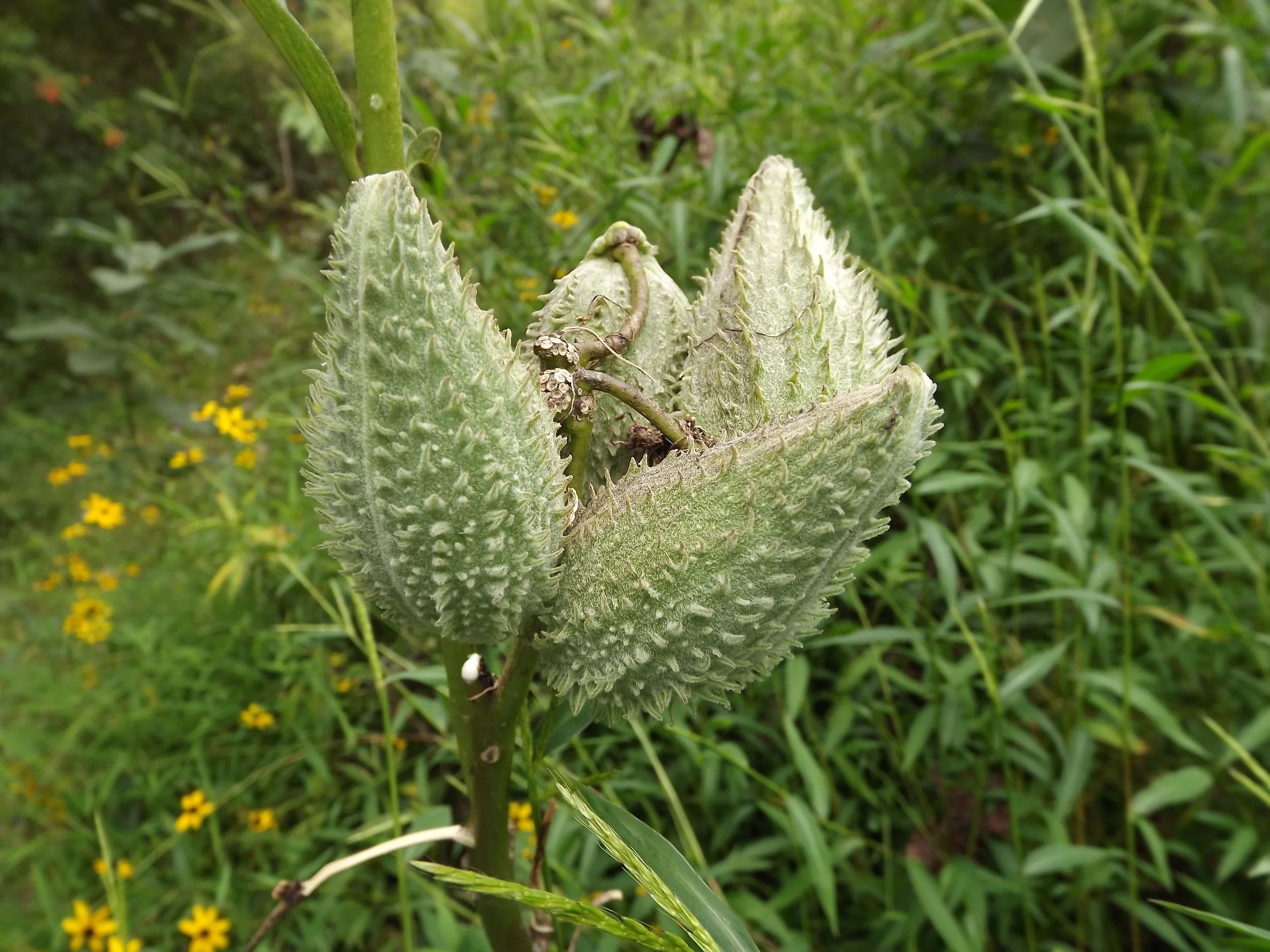 Common Milkweed Asclepias syriaca
