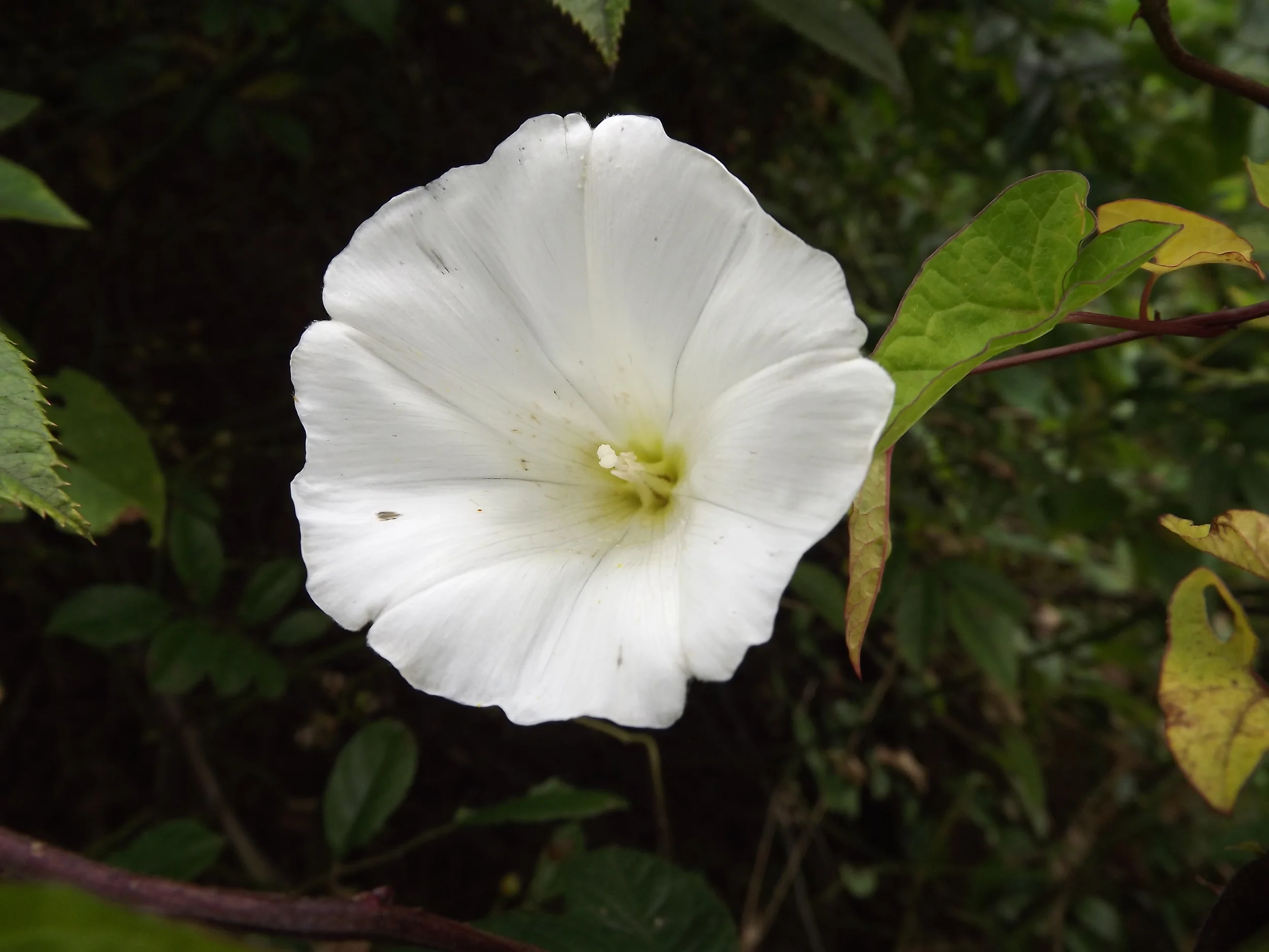 Wild Morning Glory (Non-Native) Calystegia sepium