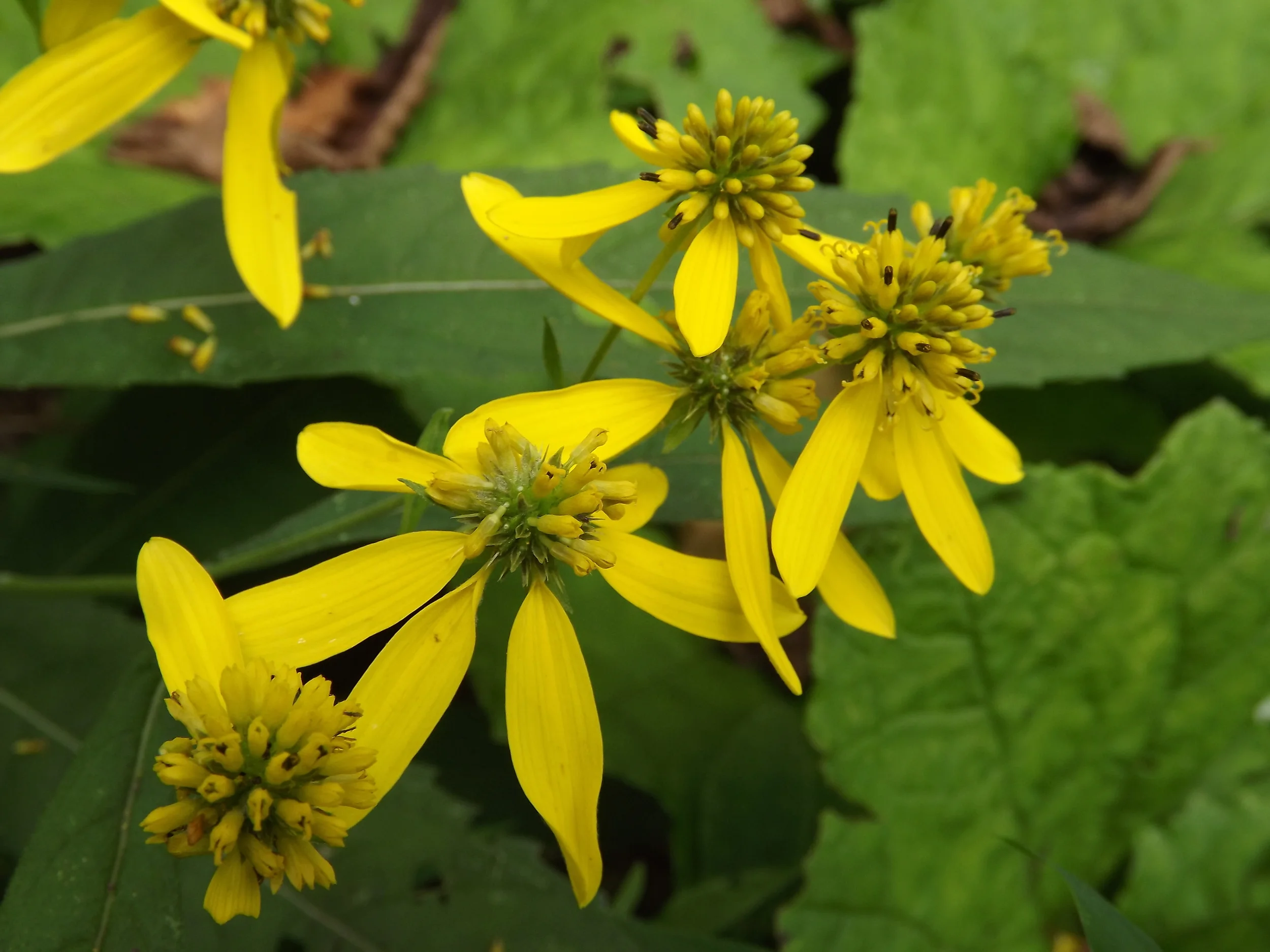 Yellow Ironweed Verbesina alternifolia 