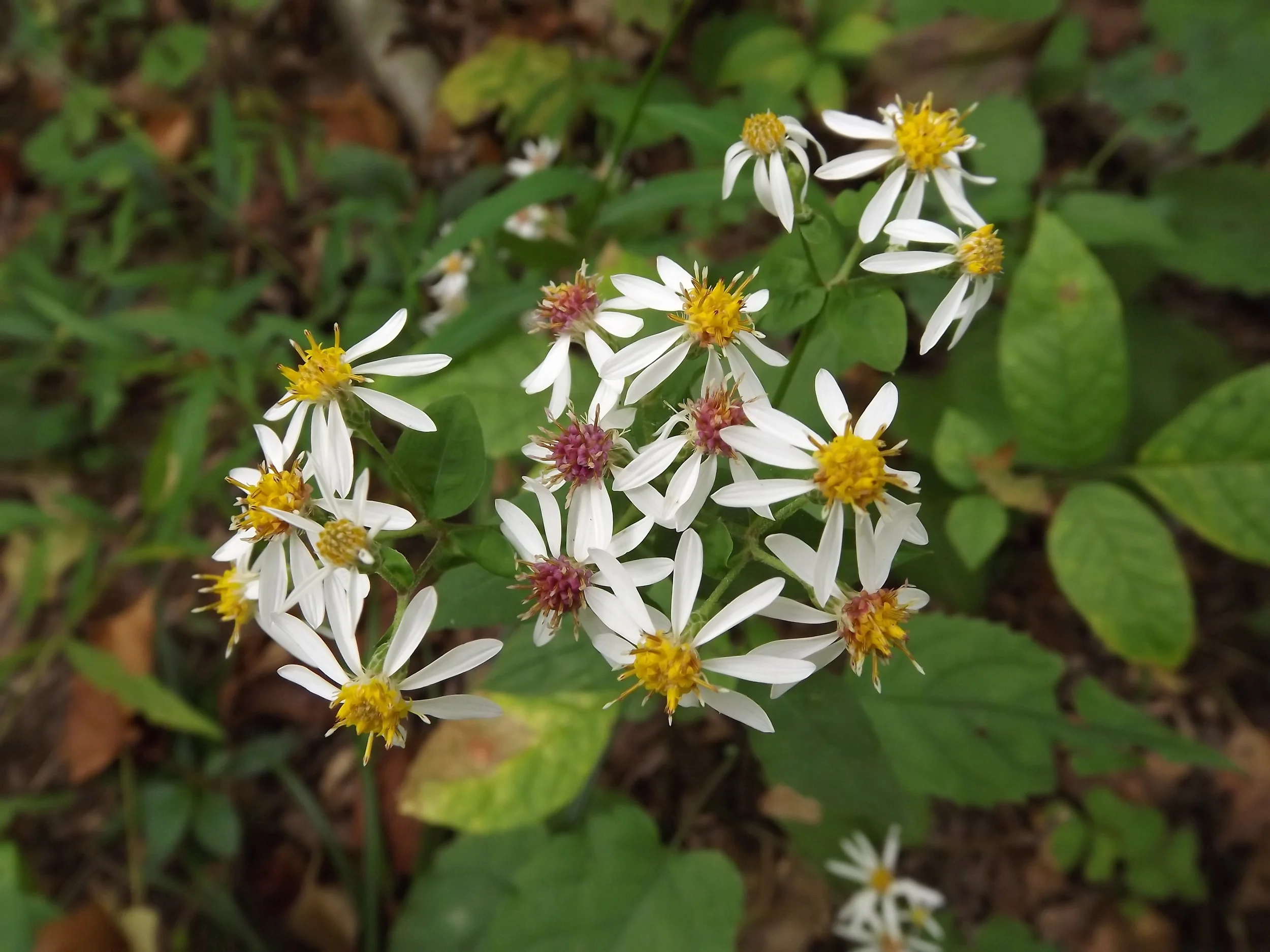 White Wood Aster Eurybia divaricata