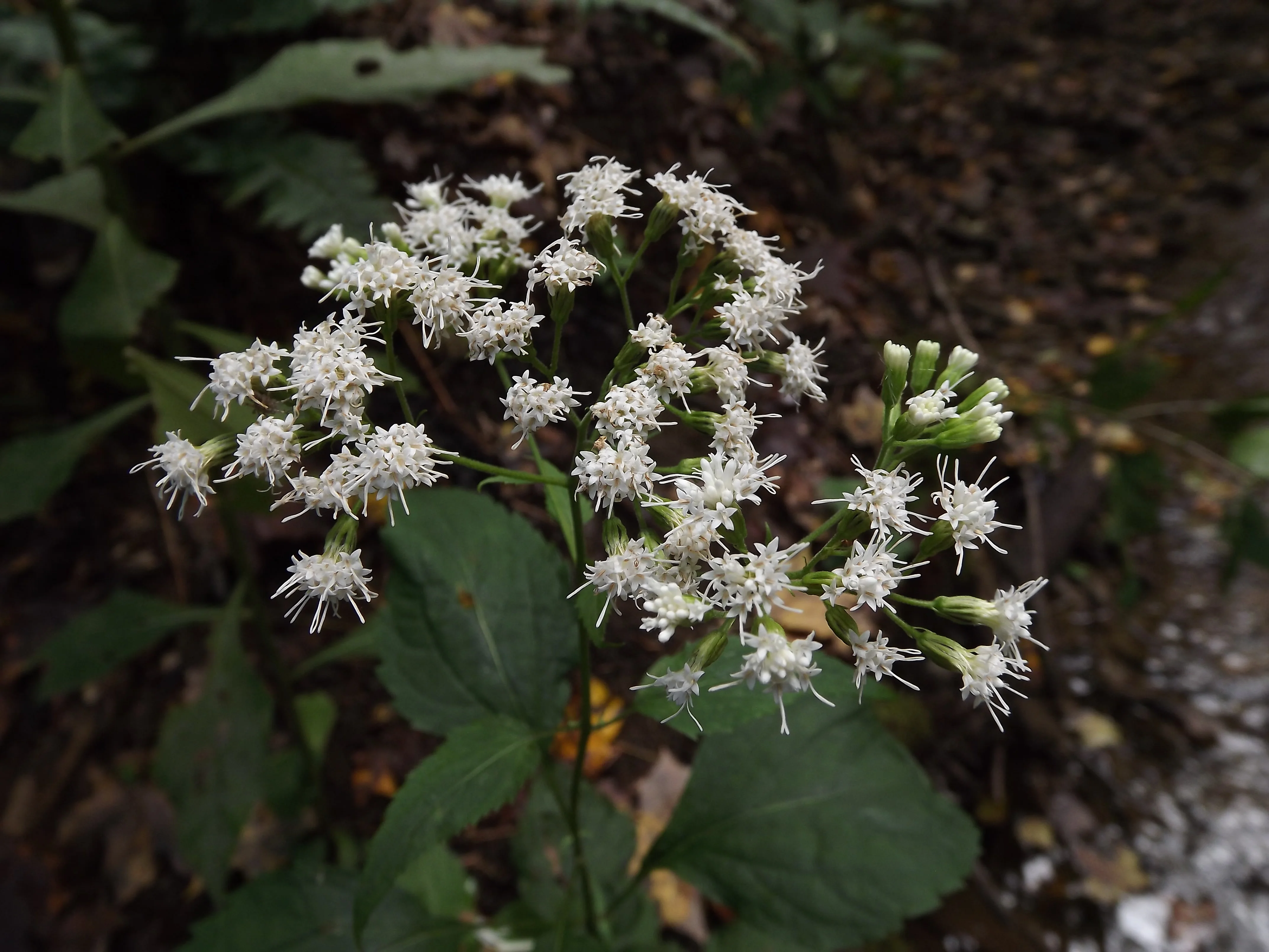 Fighting Crayfish, Pooping Beech Aphids, and Plenty of Asters