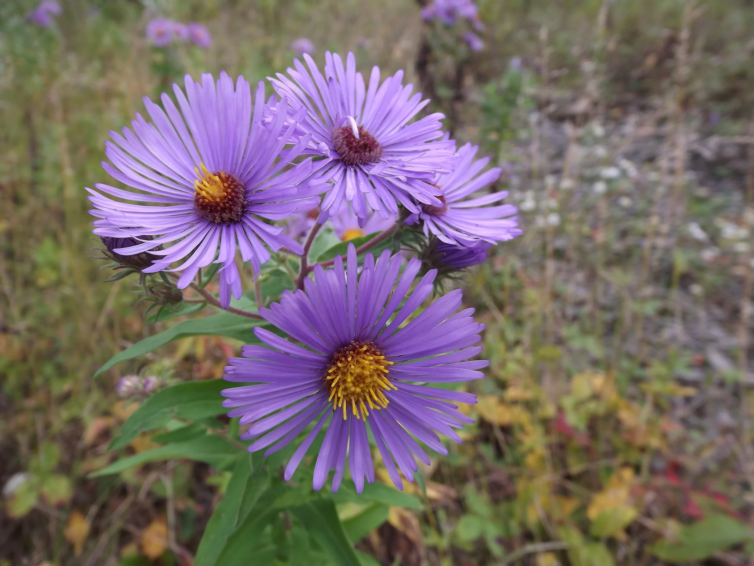 New England Aster Symphyotrichum novae-angliae