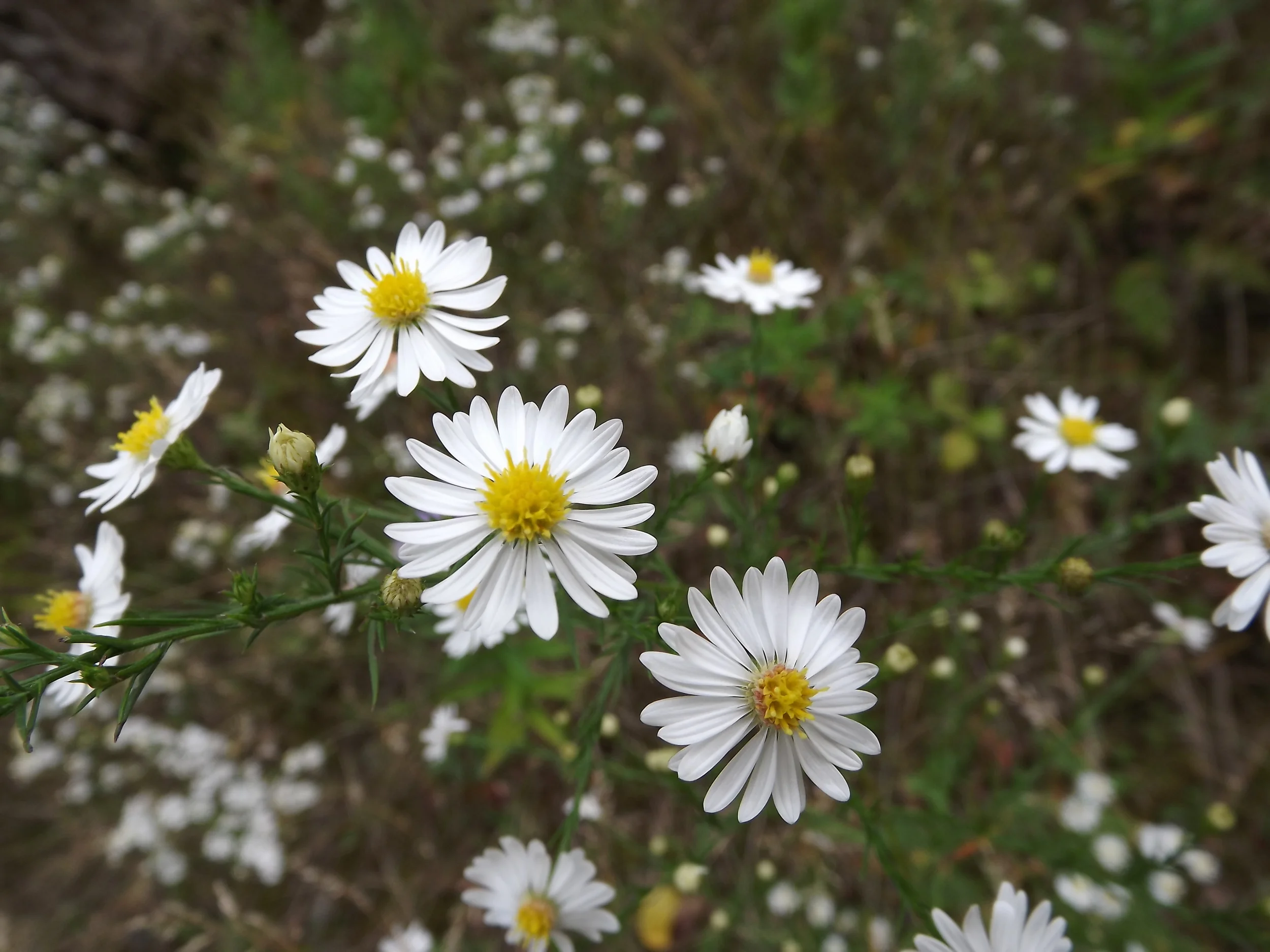 White Heath Aster Symphyotrichum ericoides