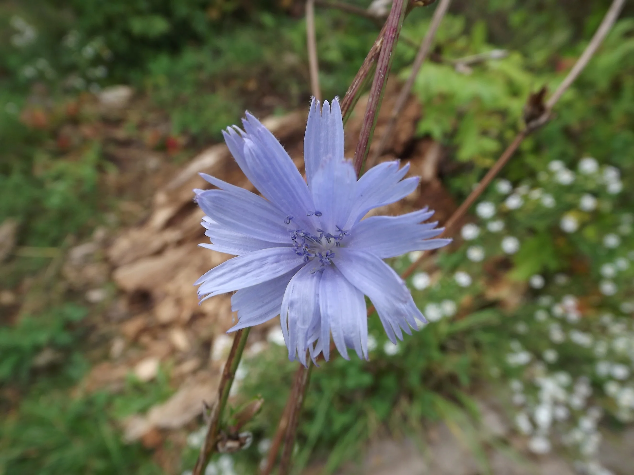 Chicory Cichorium intybus