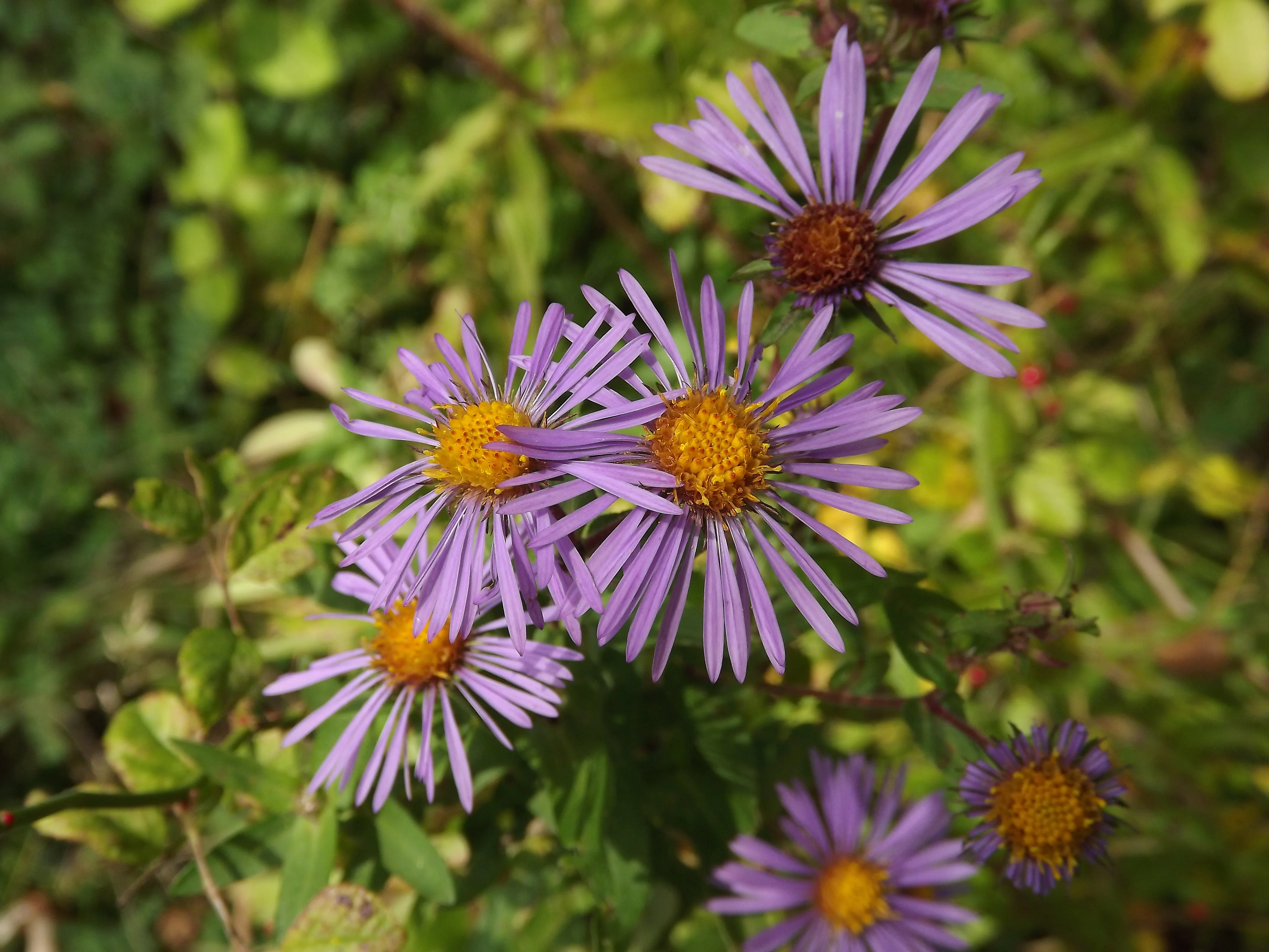 Fall Weekend on Lake Erie