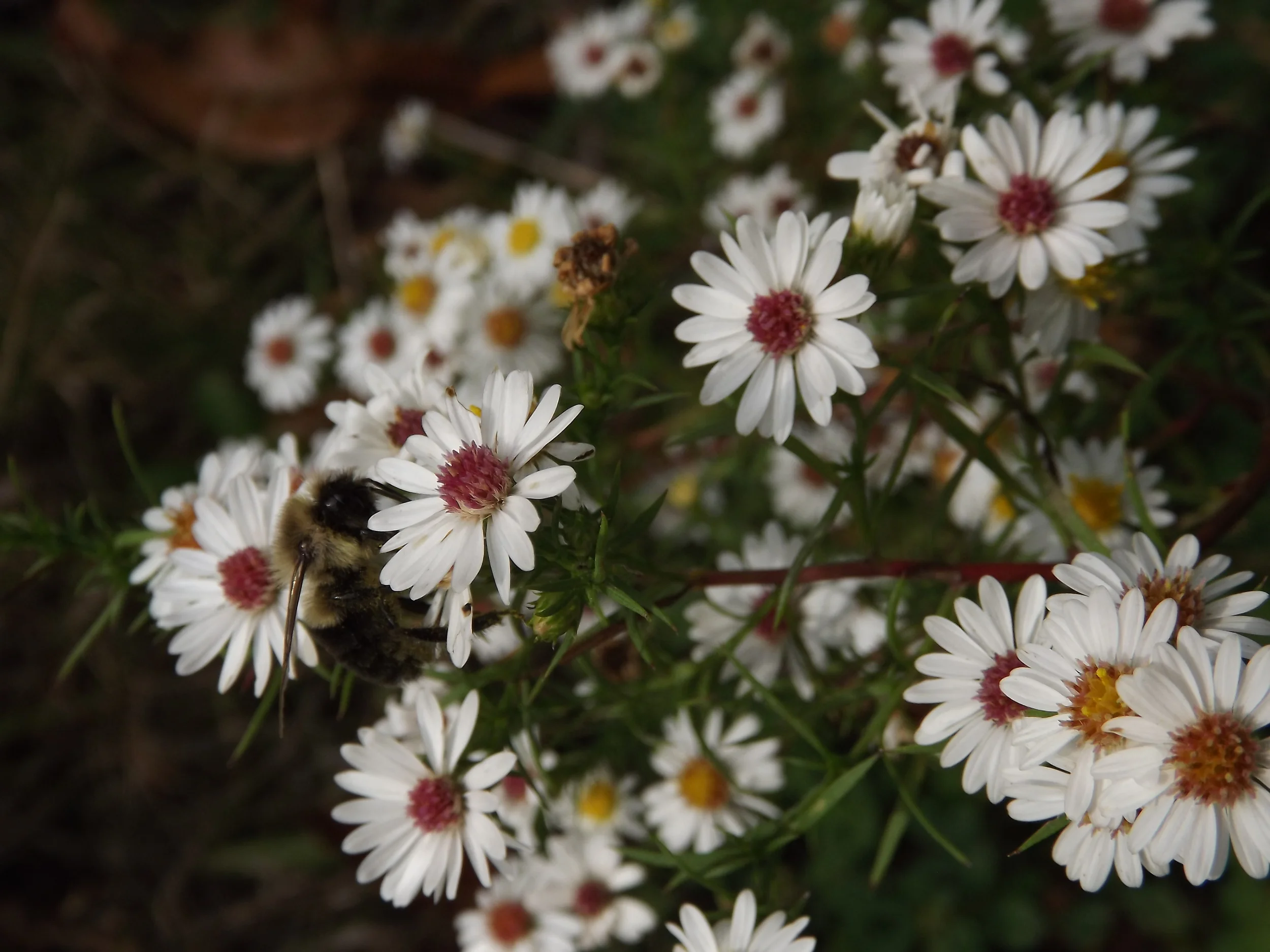 White Heath Aster Symphyotrichum ericoides