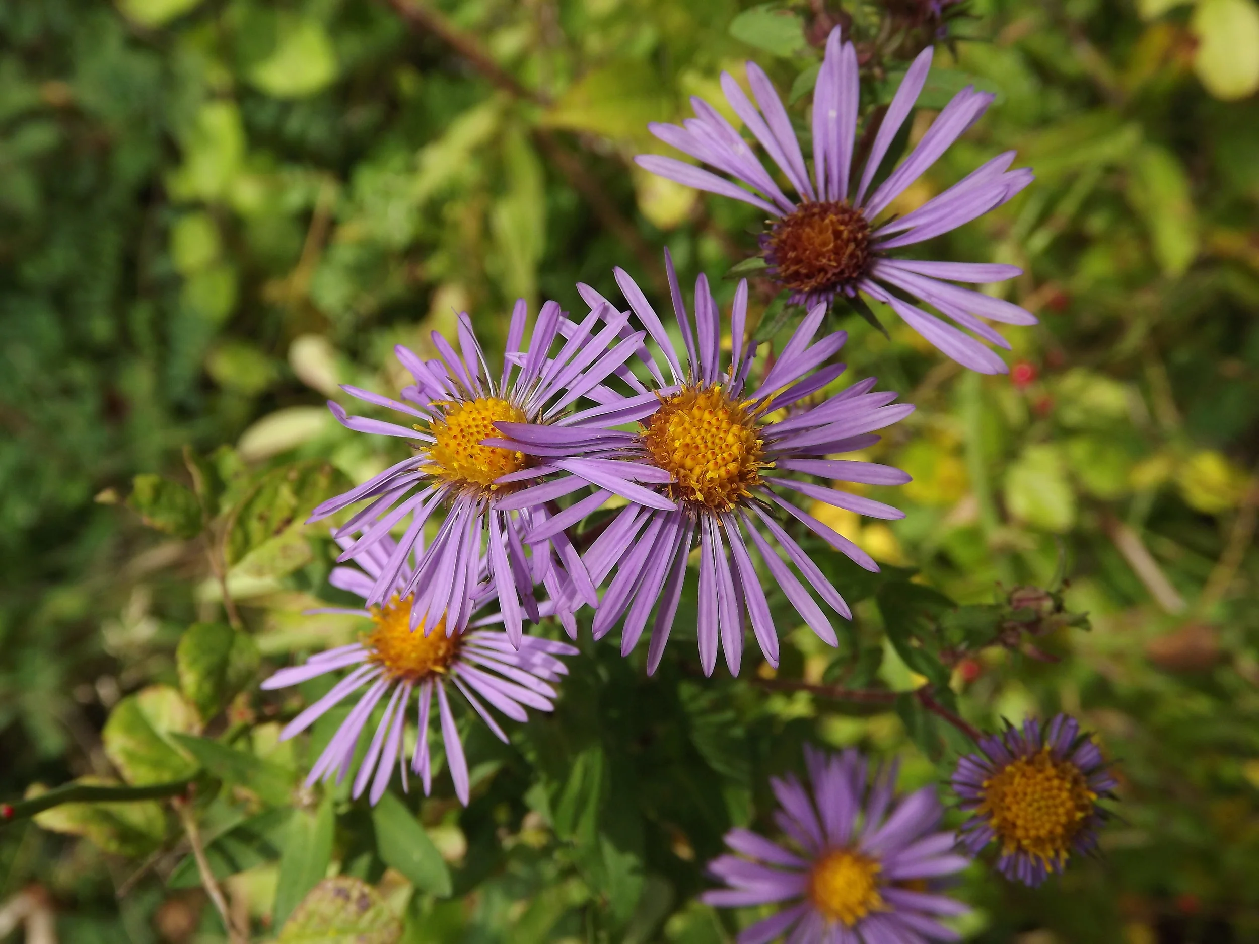 New England Aster Symphyotrichum novae-angliae