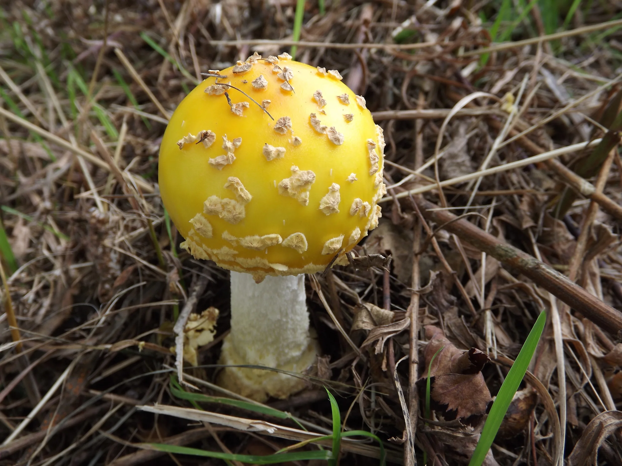 Yellow Fly Agaric Mushroom Amanita muscaria var. formosa sensu