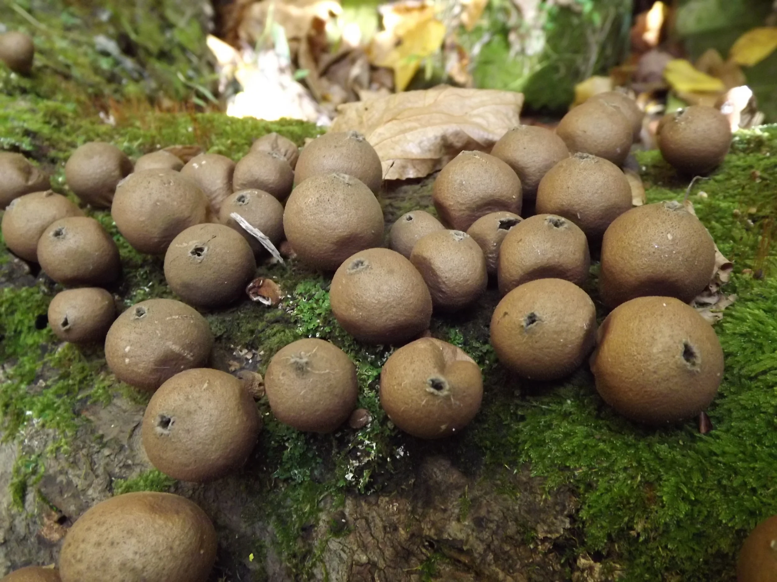 Pear Shaped Puffball Lycoperdon pyriforme