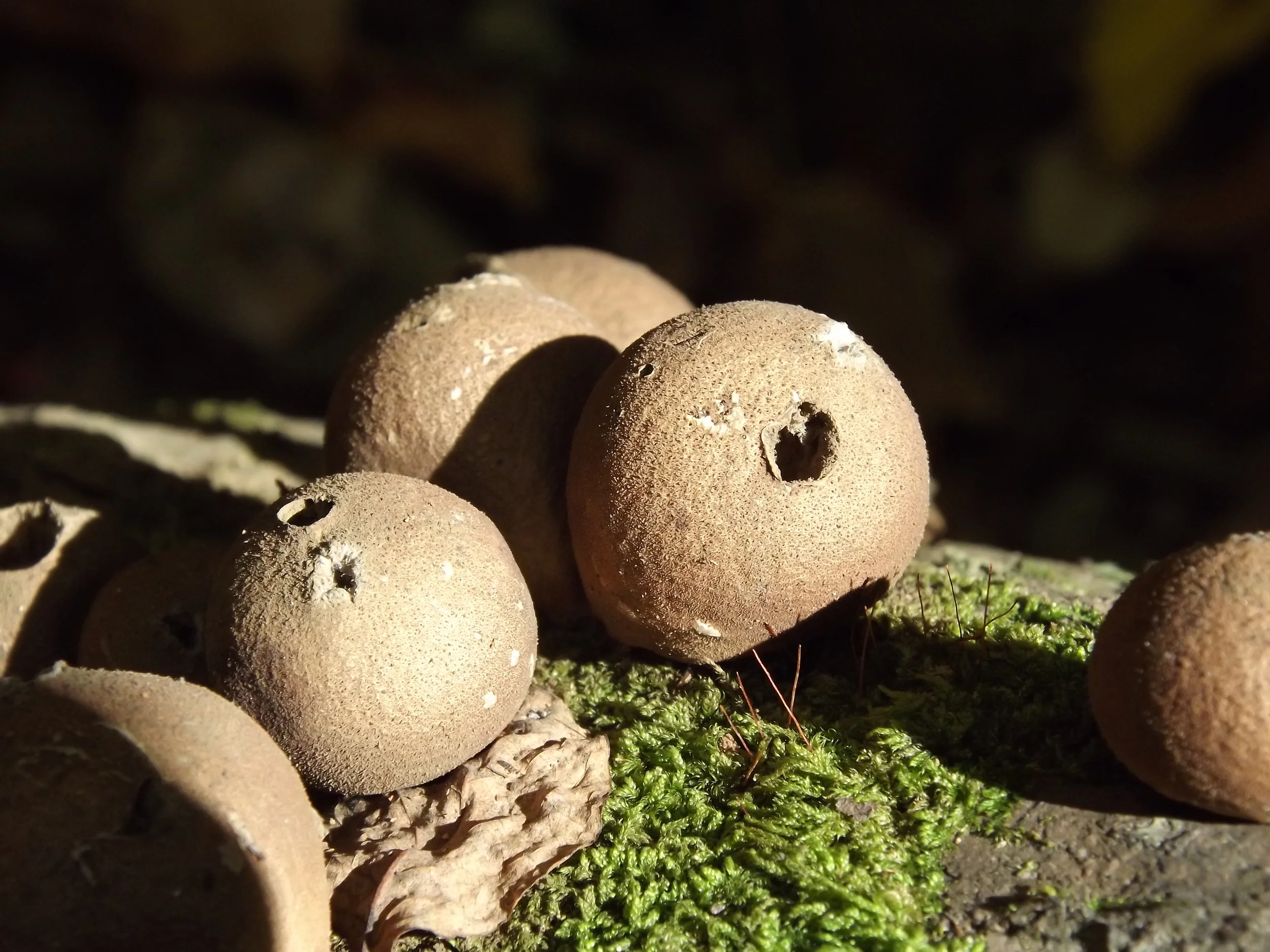 Pear Shaped Puffball Lycoperdon pyriforme