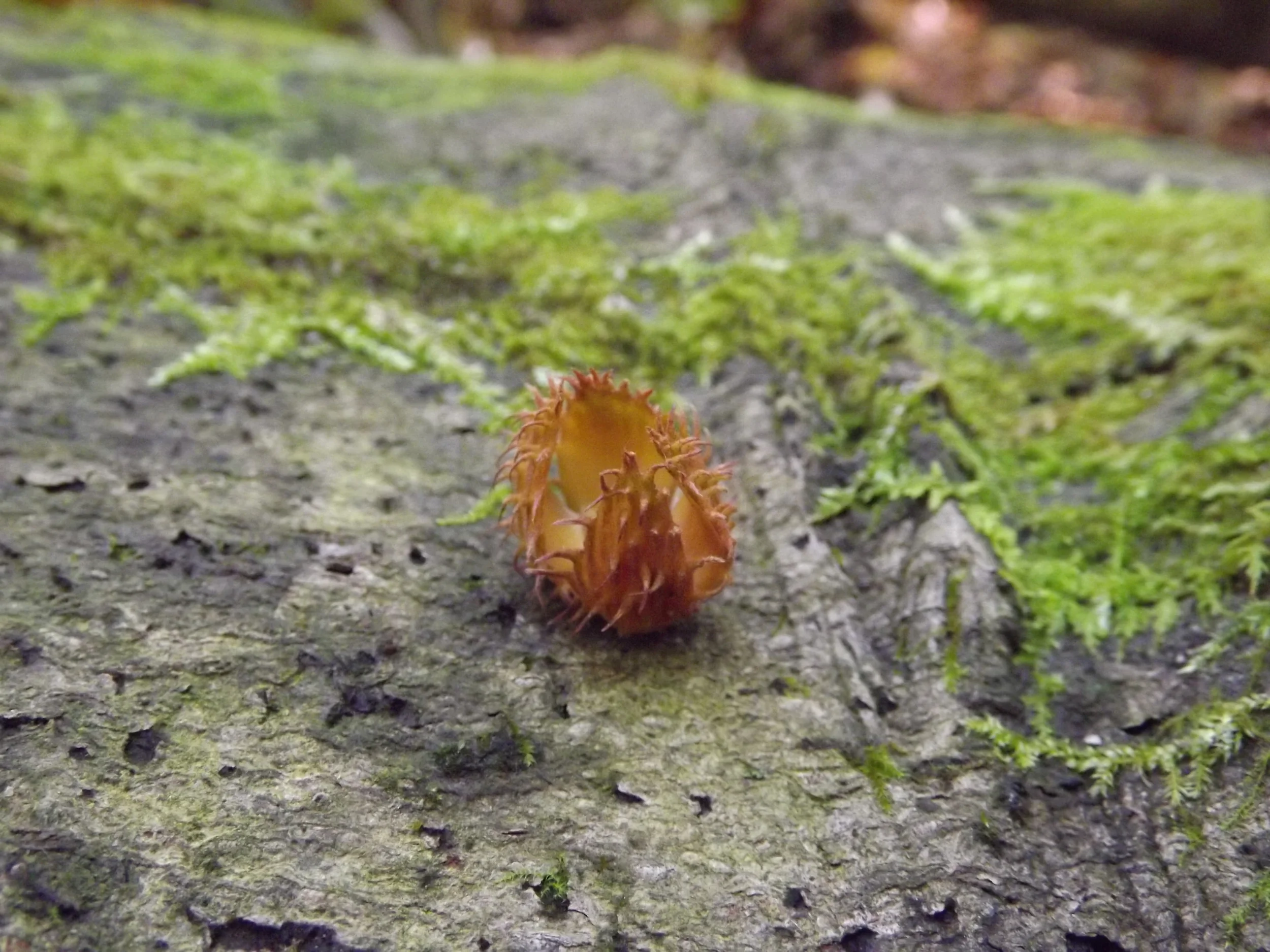 American Beech (Nut Husk) Fagus grandifolia