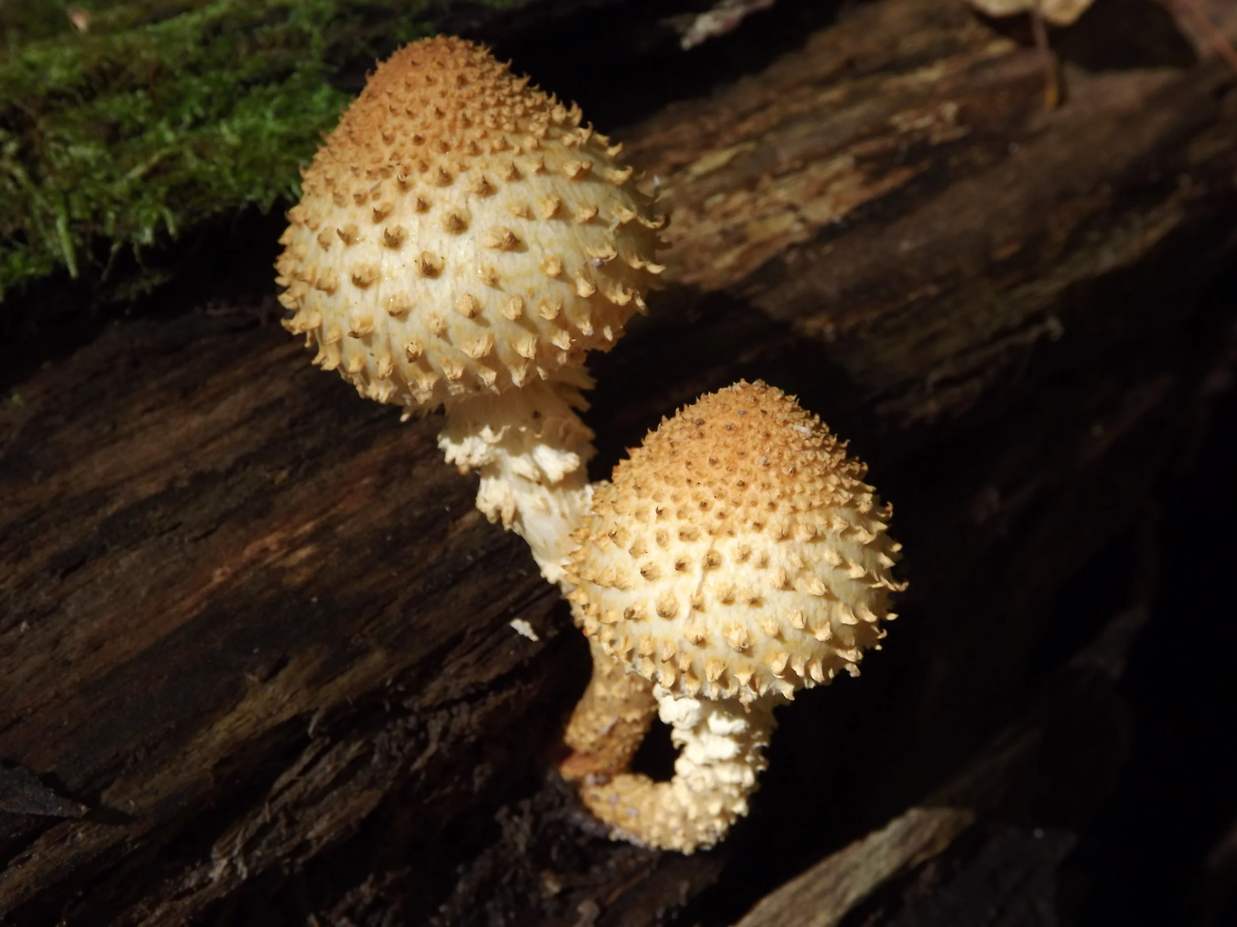Scaly Pholiota Pholiota squarrosa