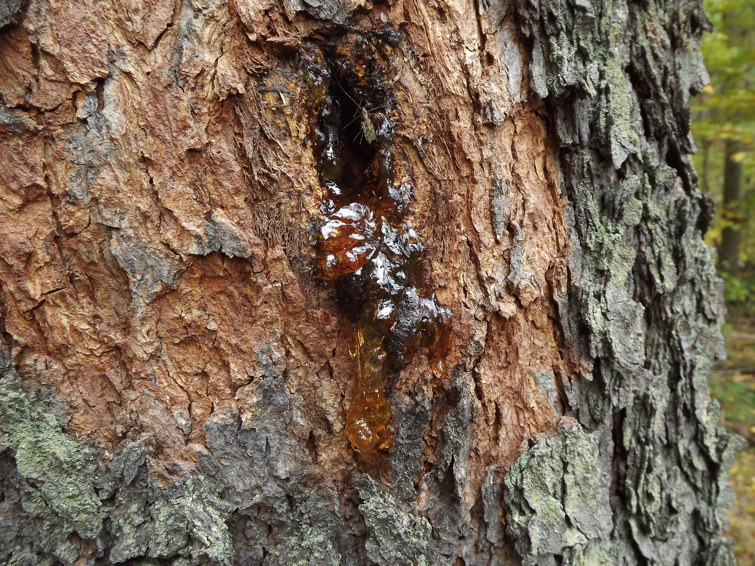 Black Cherry Sap Prunus serotina