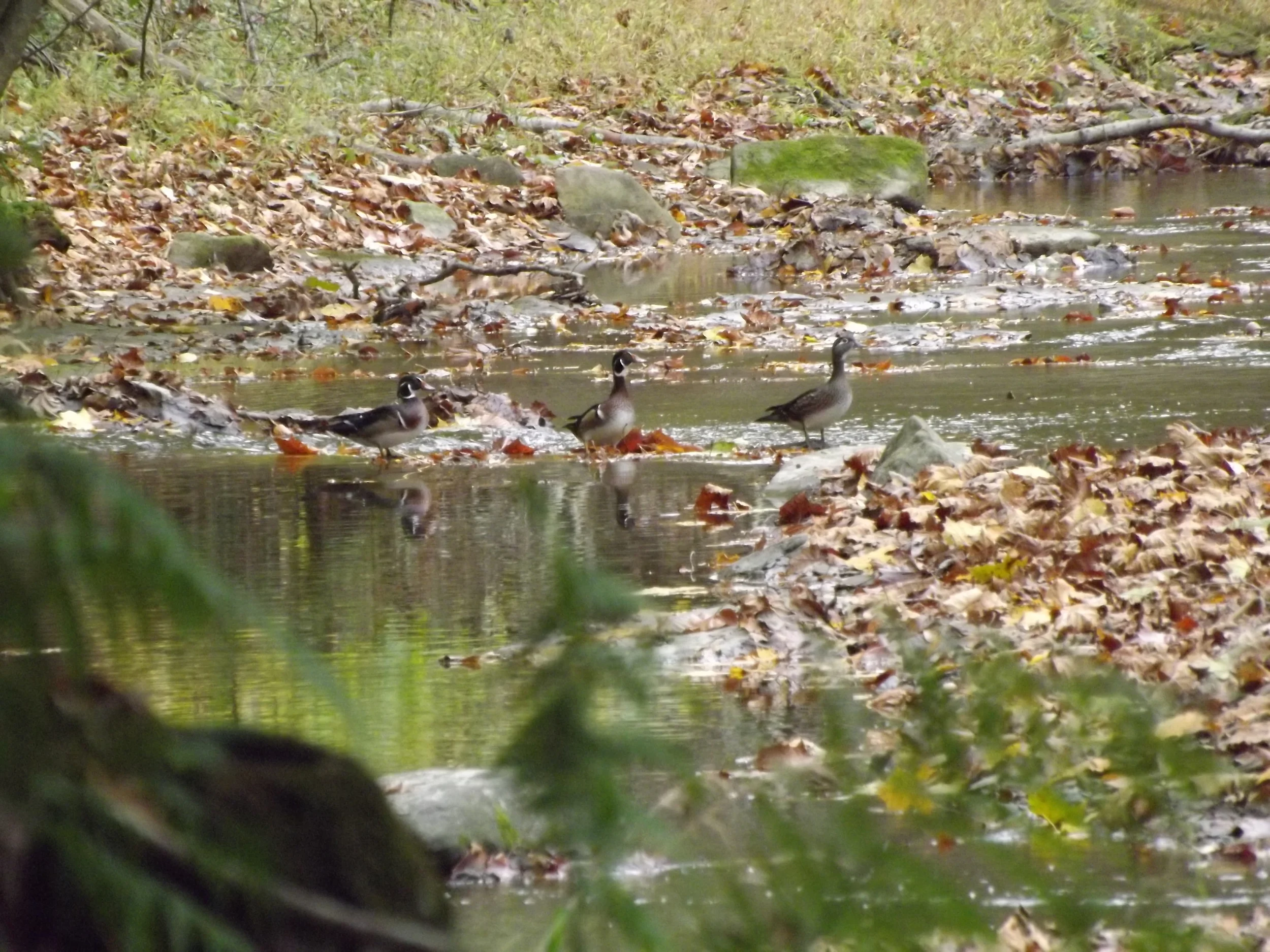 Wood Ducks Aix sponsa