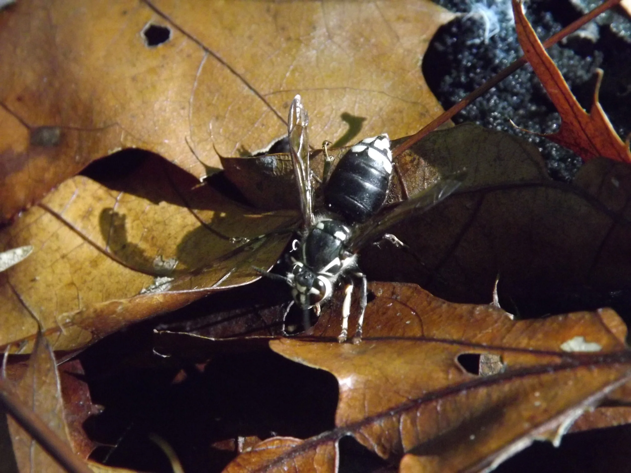 Bald Faced Hornet Dolichovespula maculata