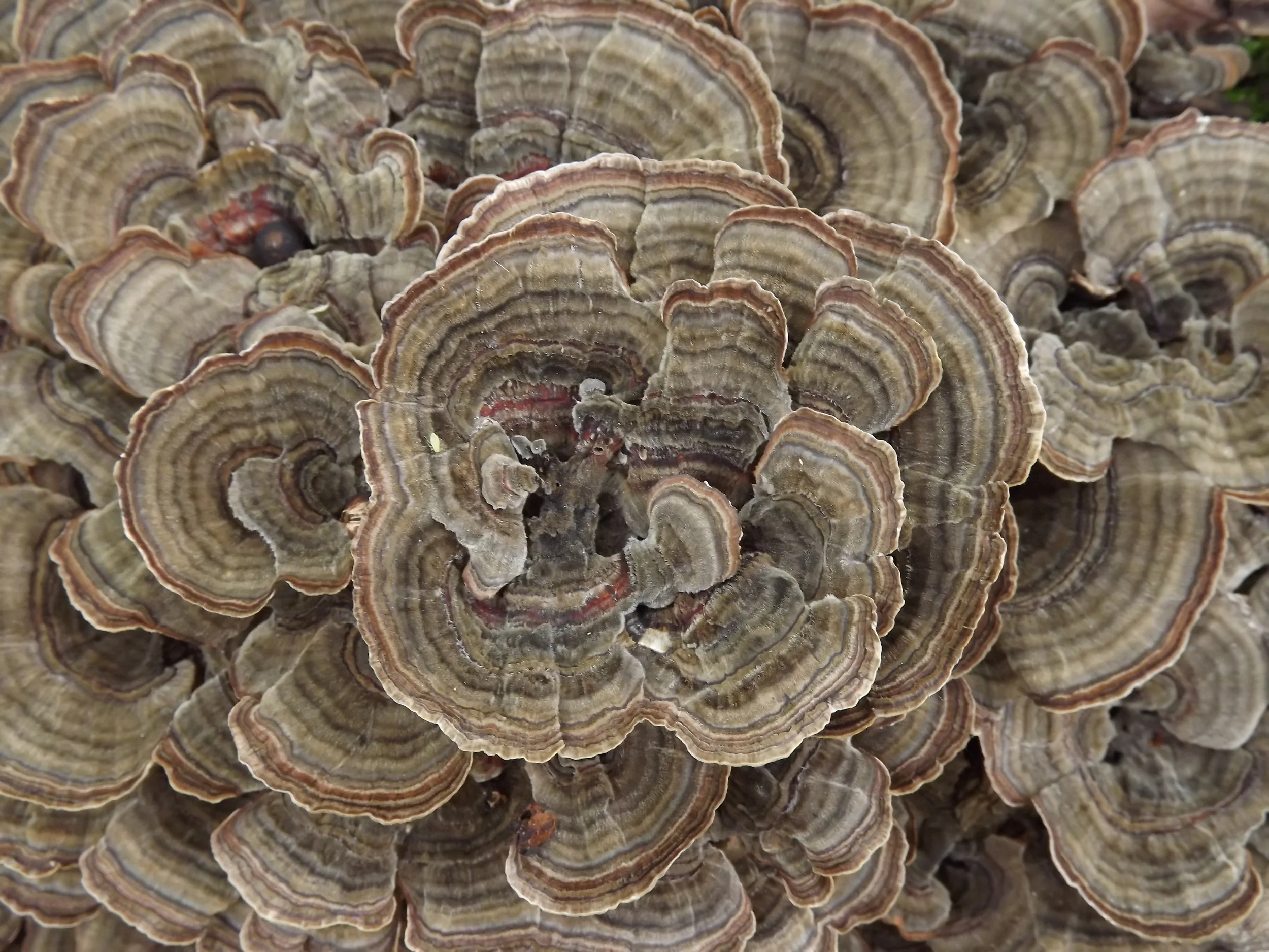 Turkeytail Mushroom Trametes versicolor