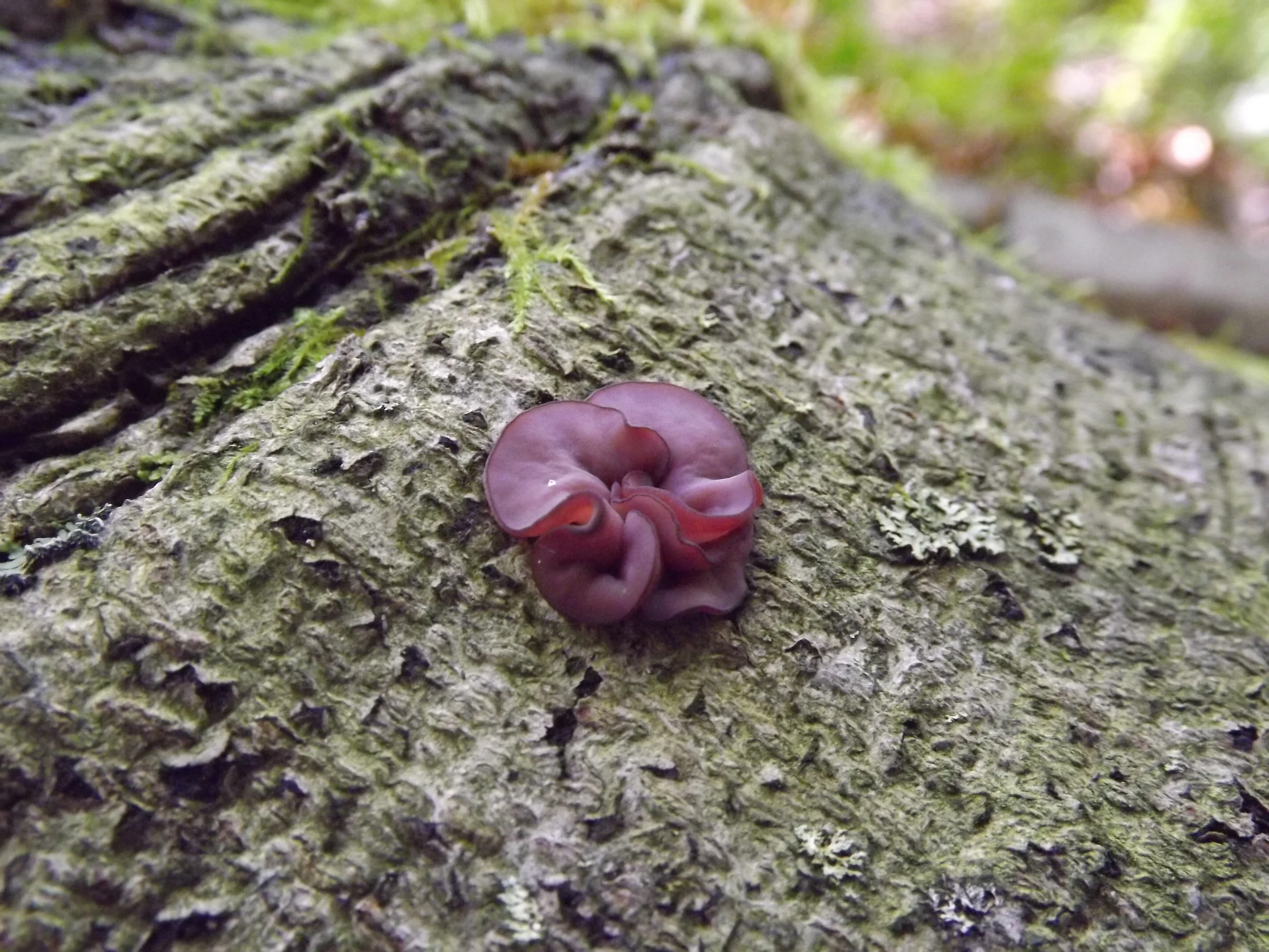 Purple Cup Fungus Ascocoryne cylichnium