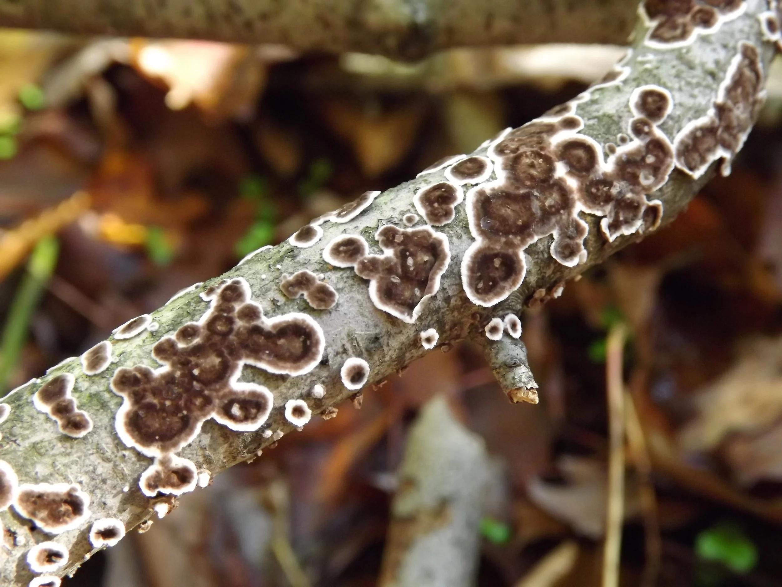 Reddish Brown Crust Fungus Hymenochaete tabacina