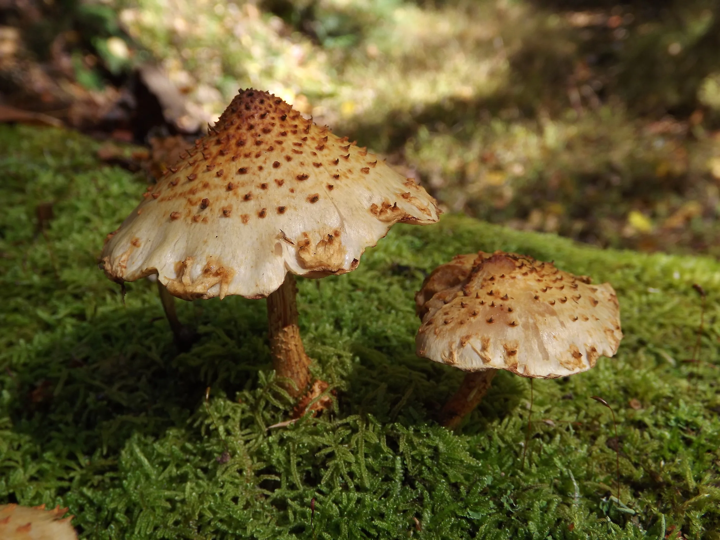 Scaly Pholiota Pholiota squarrosa