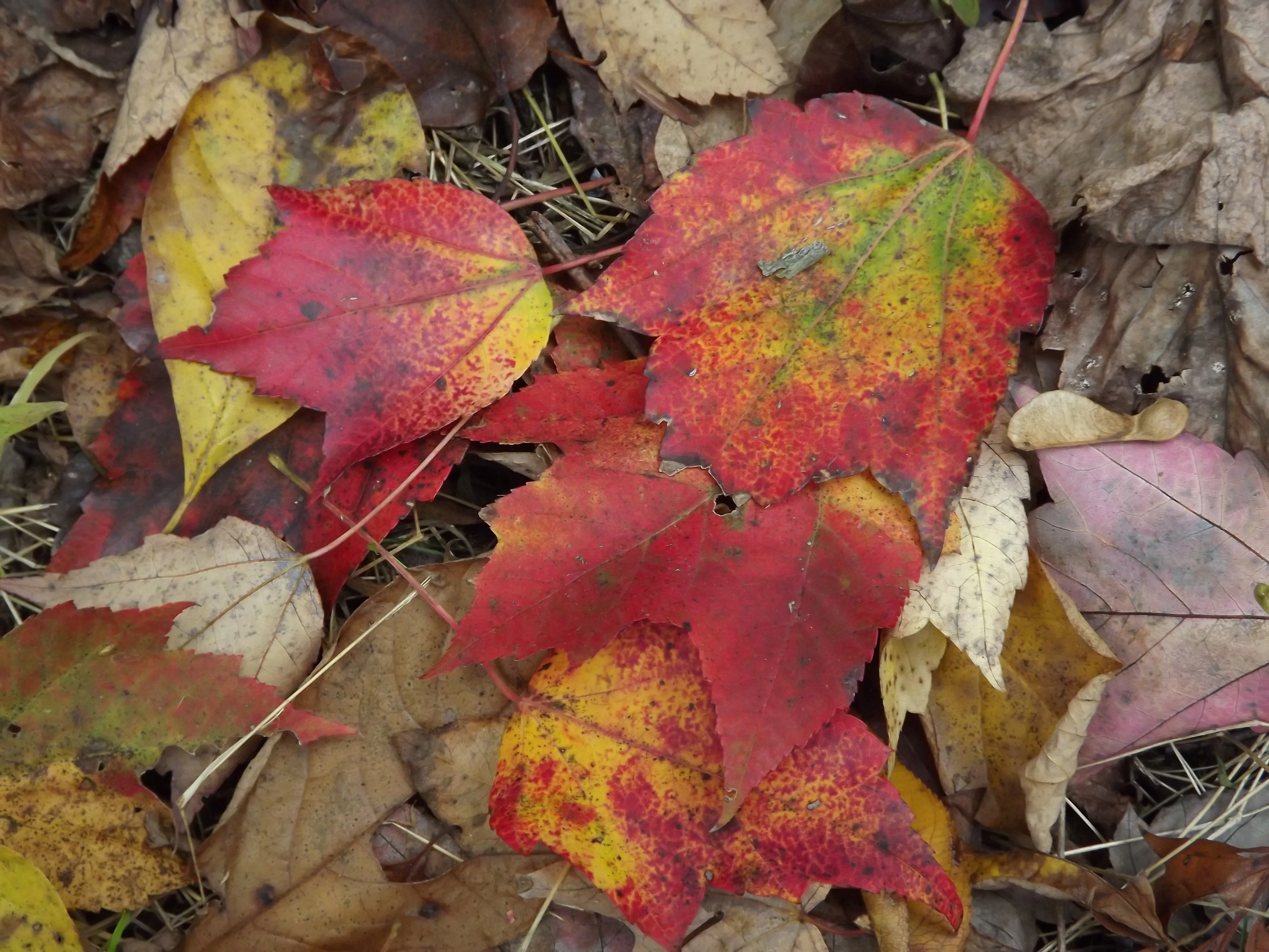 Sycamores, Oaks, and Deer Scrapes
