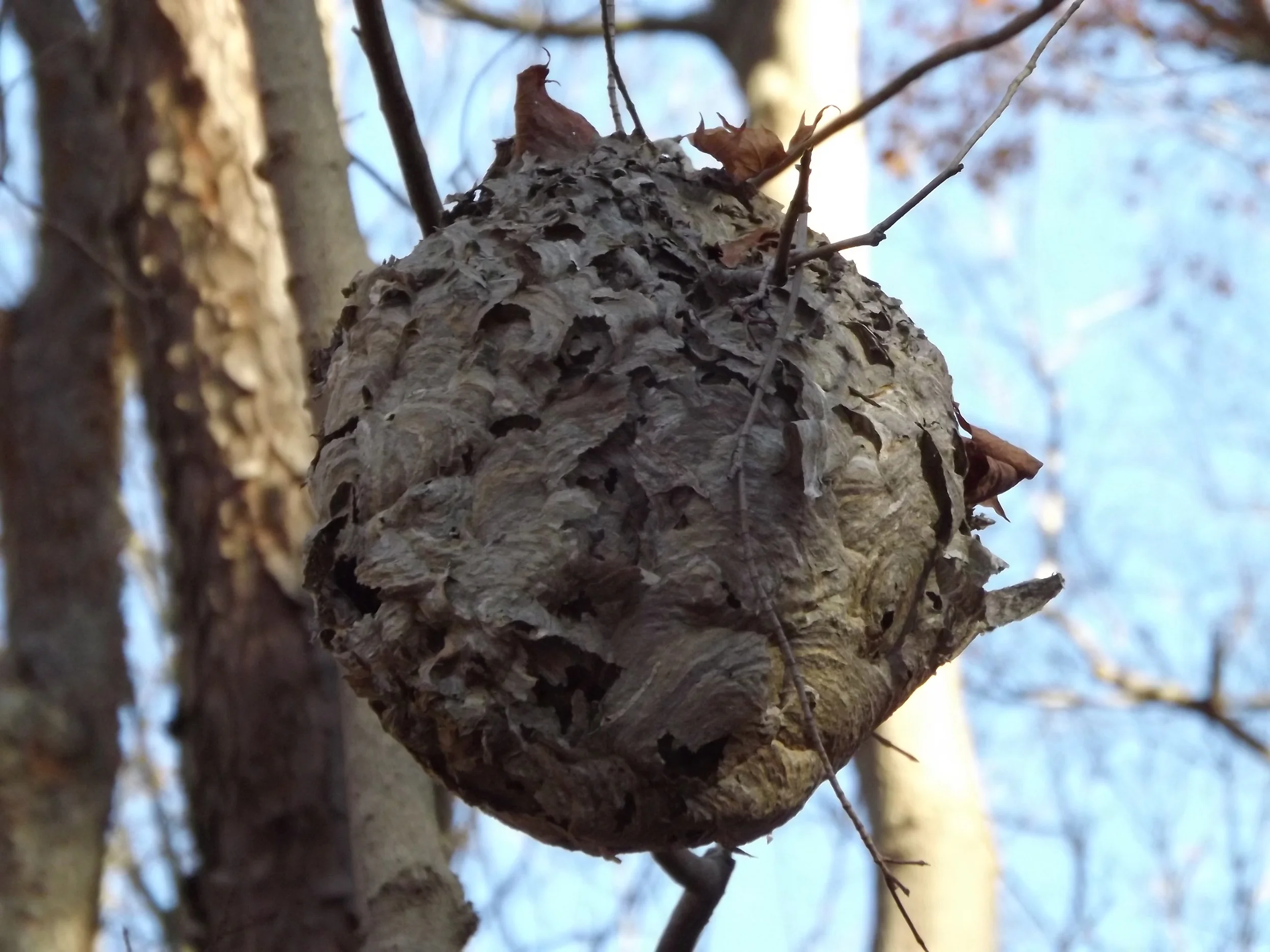 Paper Wasp Nest Vespidae ????