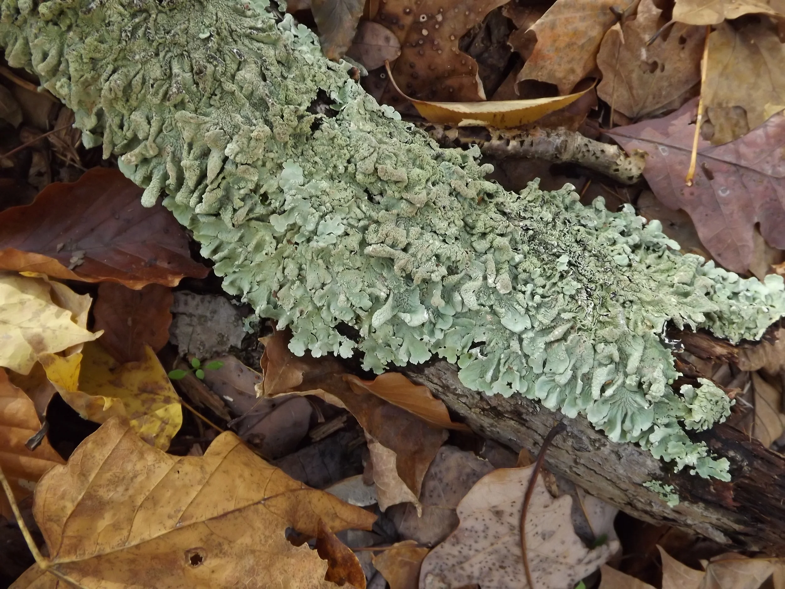 Common Green Shield Lichen Flavoparmelia caperata