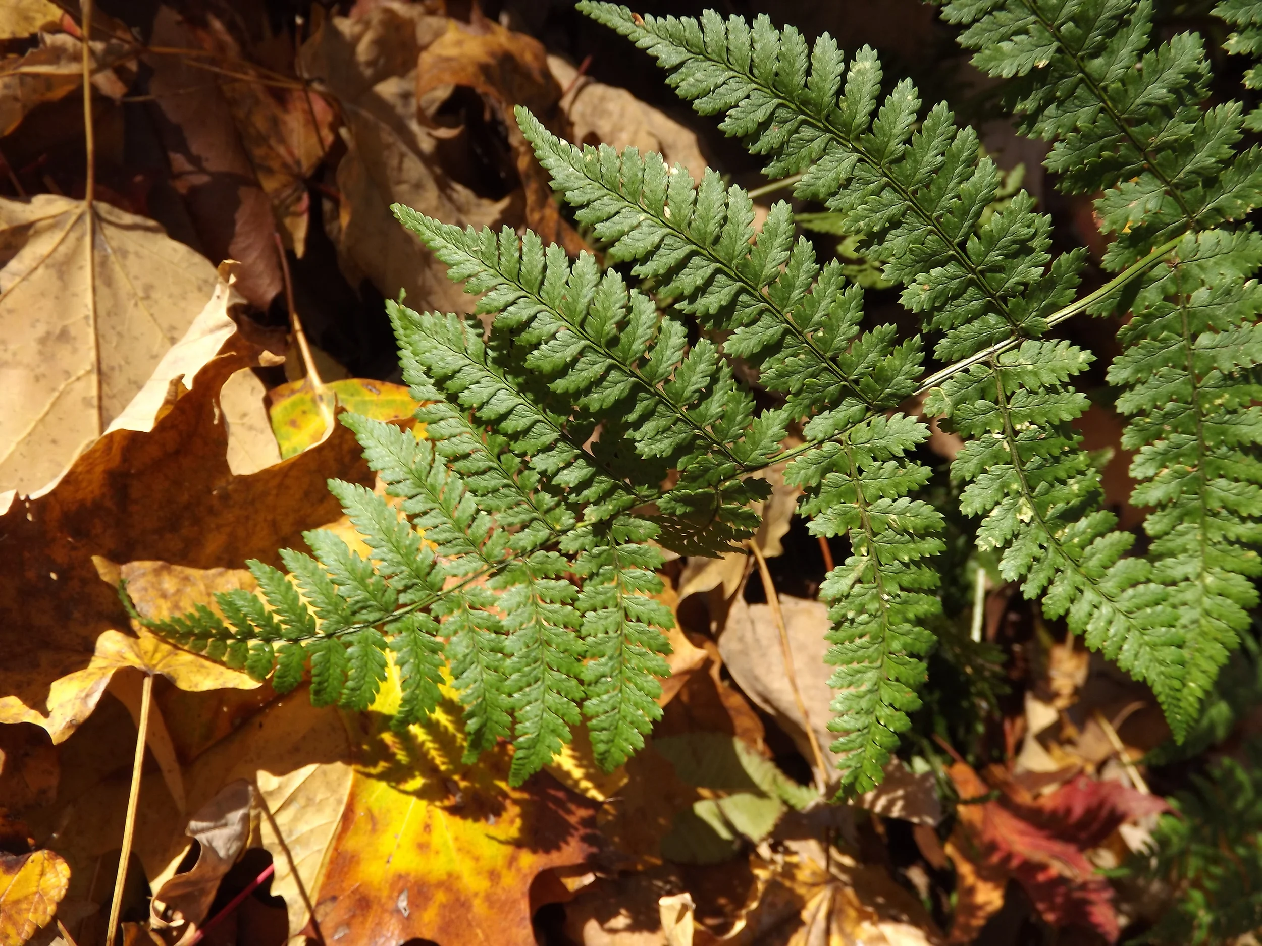 Spinulose Wood Fern Dryopteris carthusiana