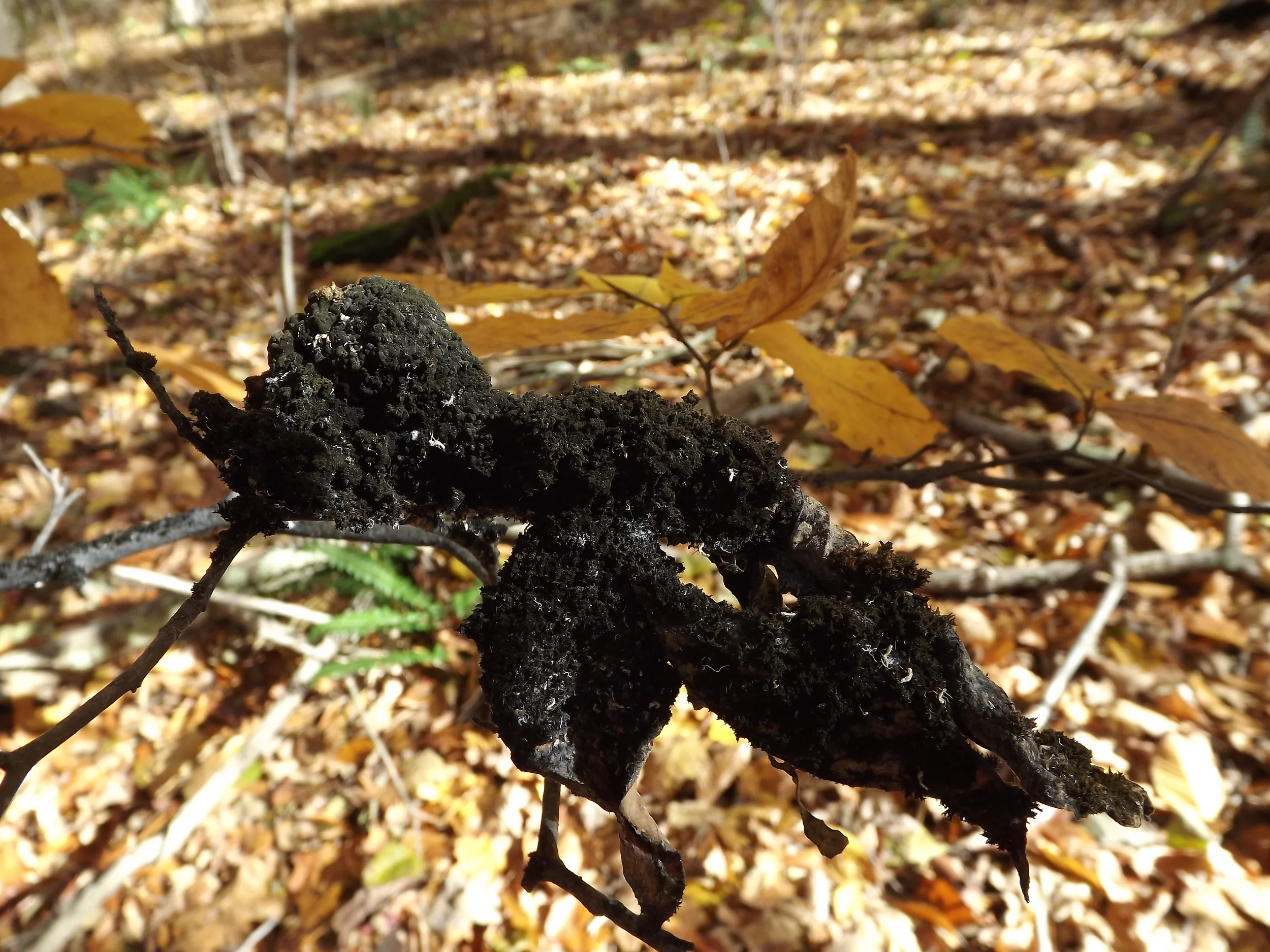 Beech Aphid Poop Eater Fungus Scorias spongiosa
