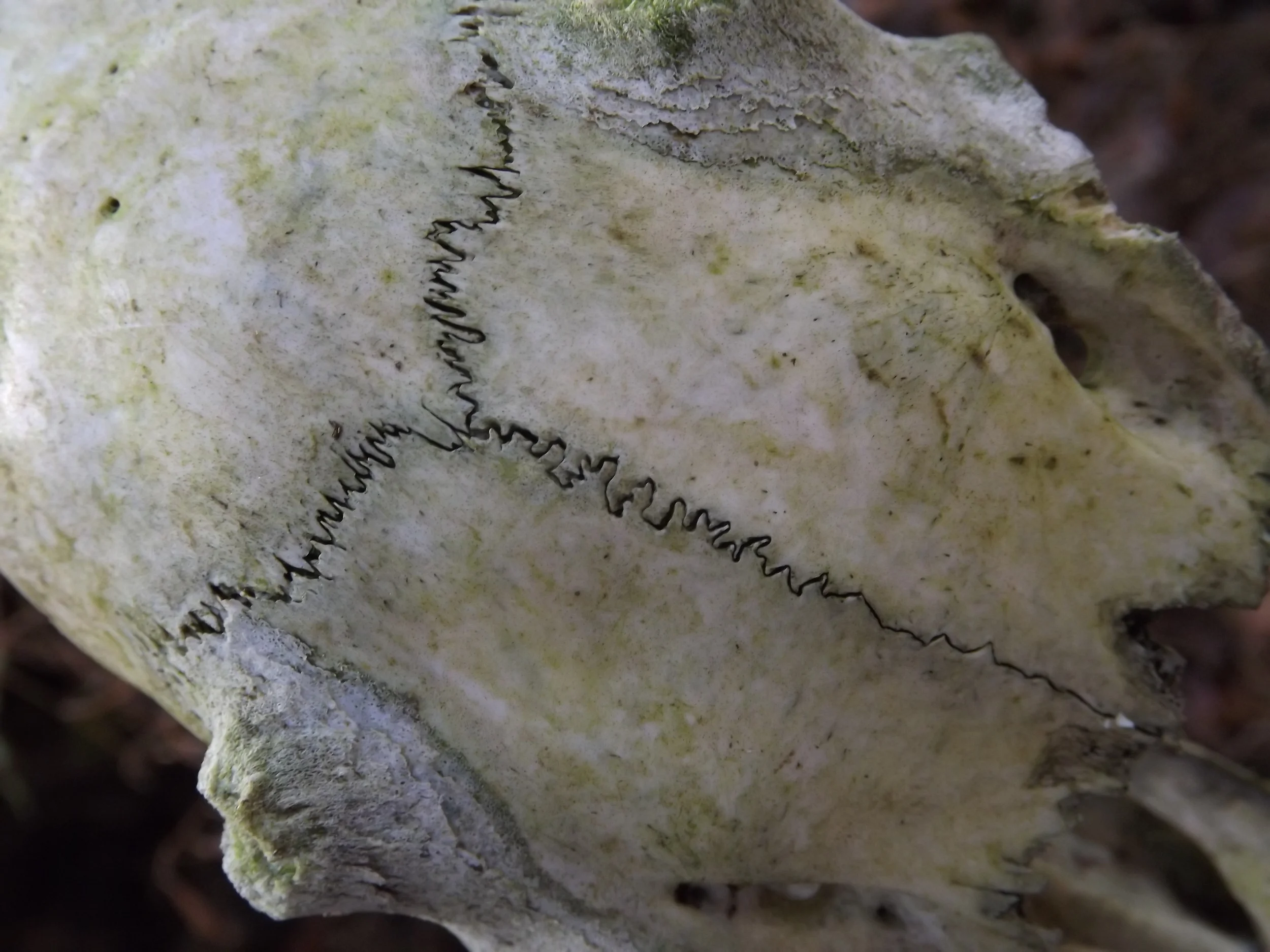White-tailed Deer Skull Odocoileus virginianus