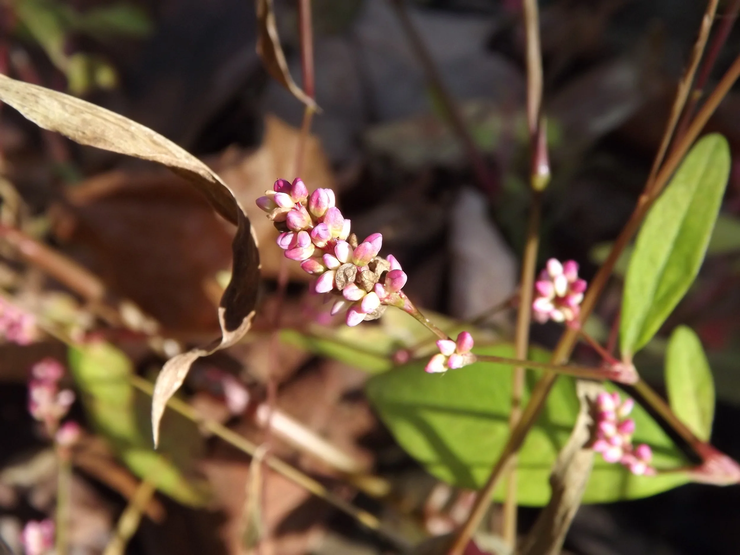 Pennsylvania Smartweed Polygonum pensylvanicum