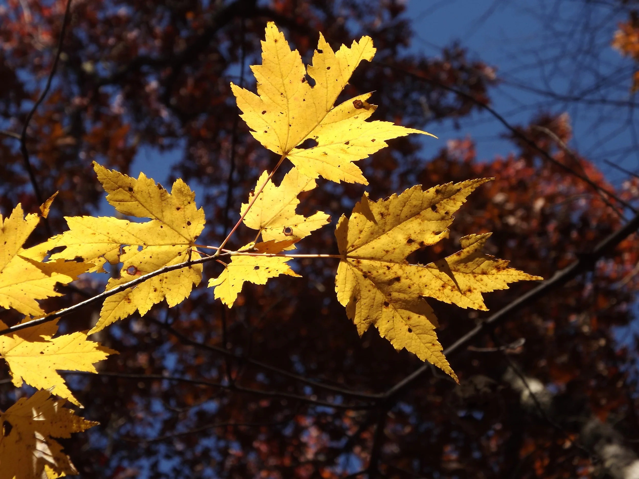 Sugar Maple Acer saccharum