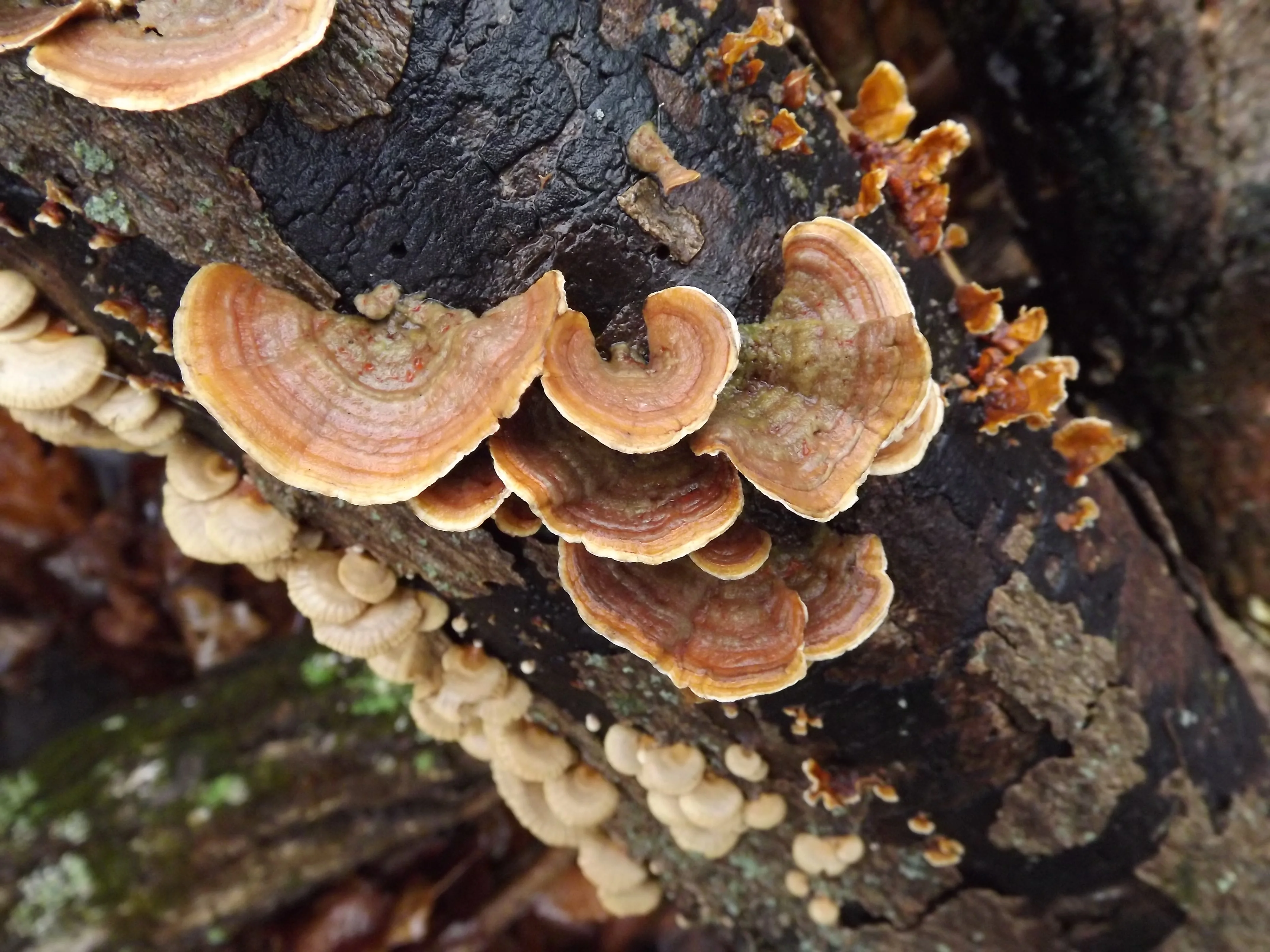 Slugs, Some Fungus, and a Polypore on a Rainy Day