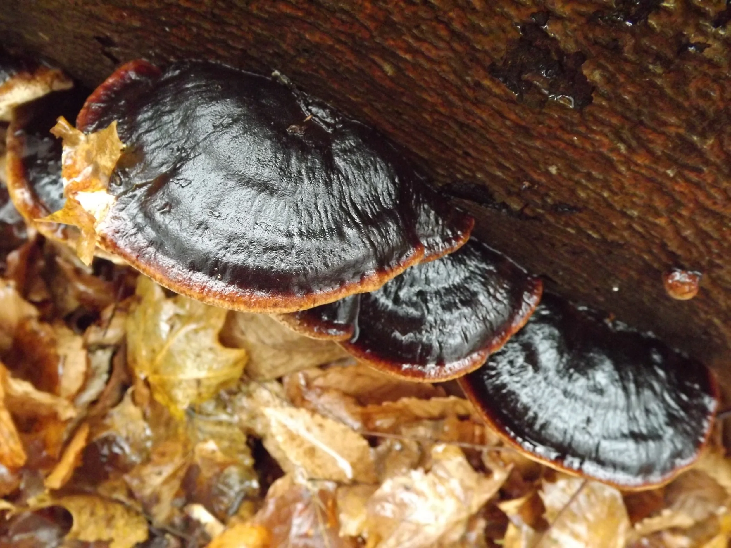 Red Banded Polypore Fomitopsis pinicola