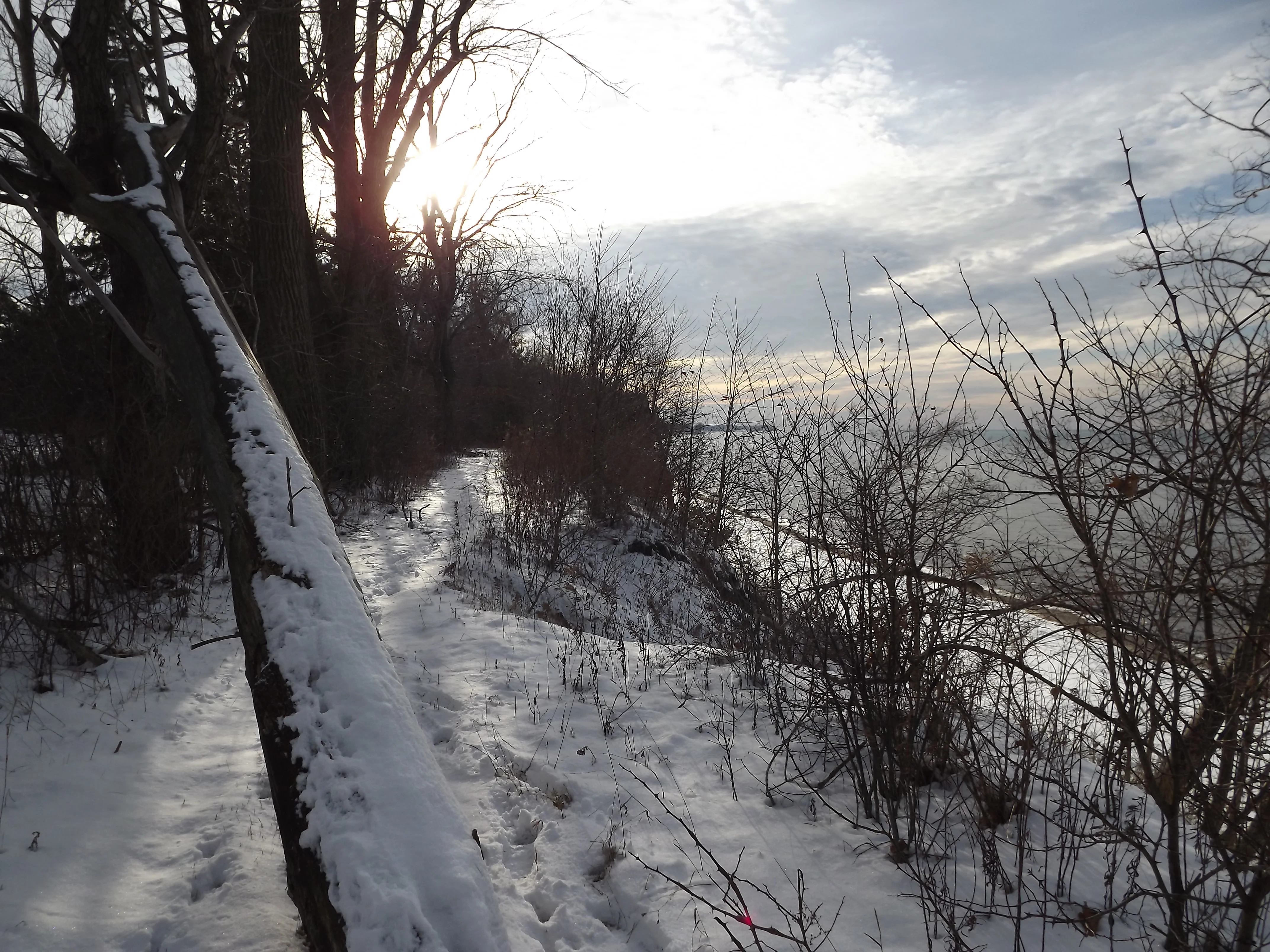 Tracking a Lake Erie Coyote