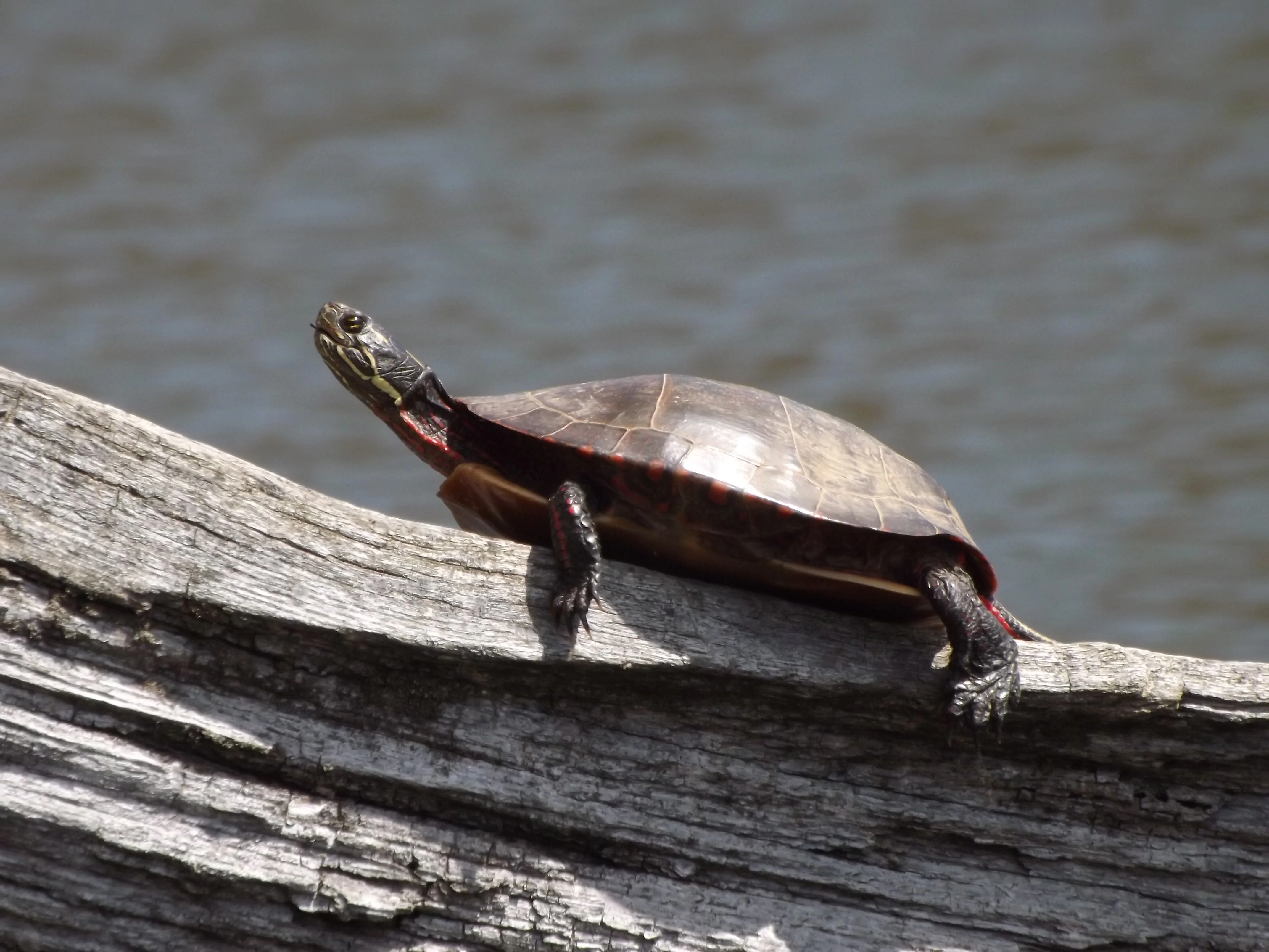 Late April Moraine State Park Trip 
