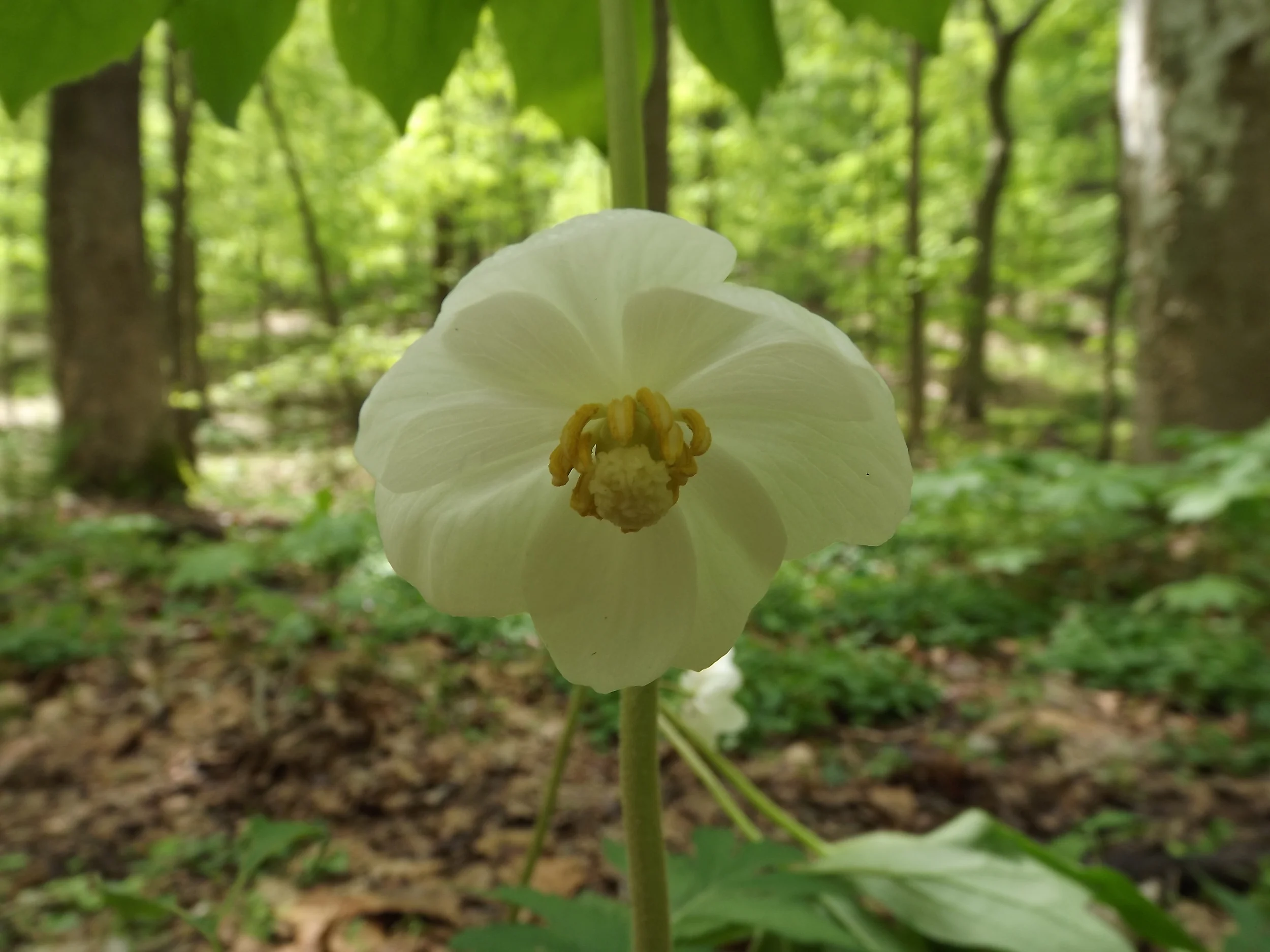 April Showers bring... — Natural Sewickley