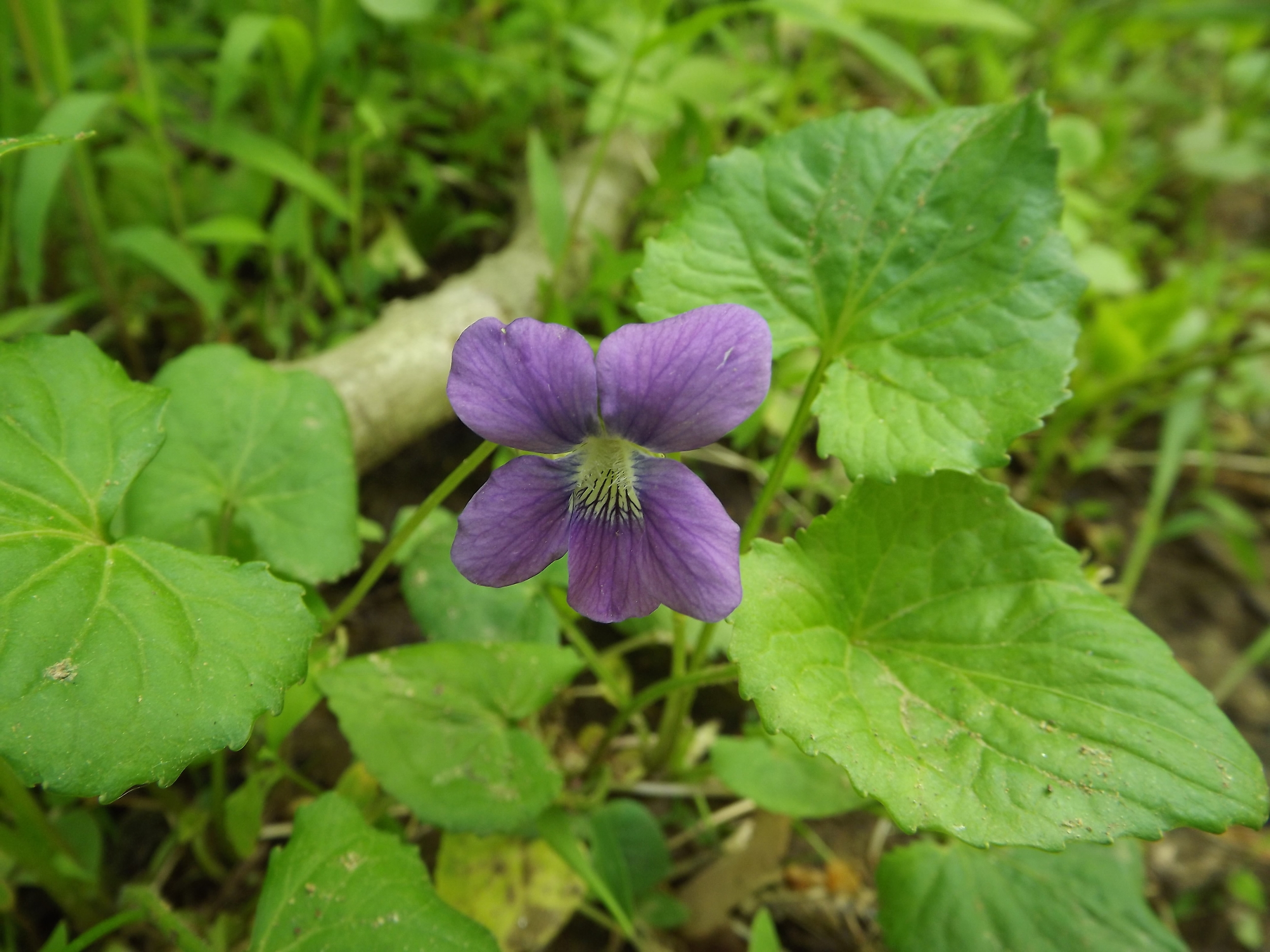 April Showers bring... — Natural Sewickley
