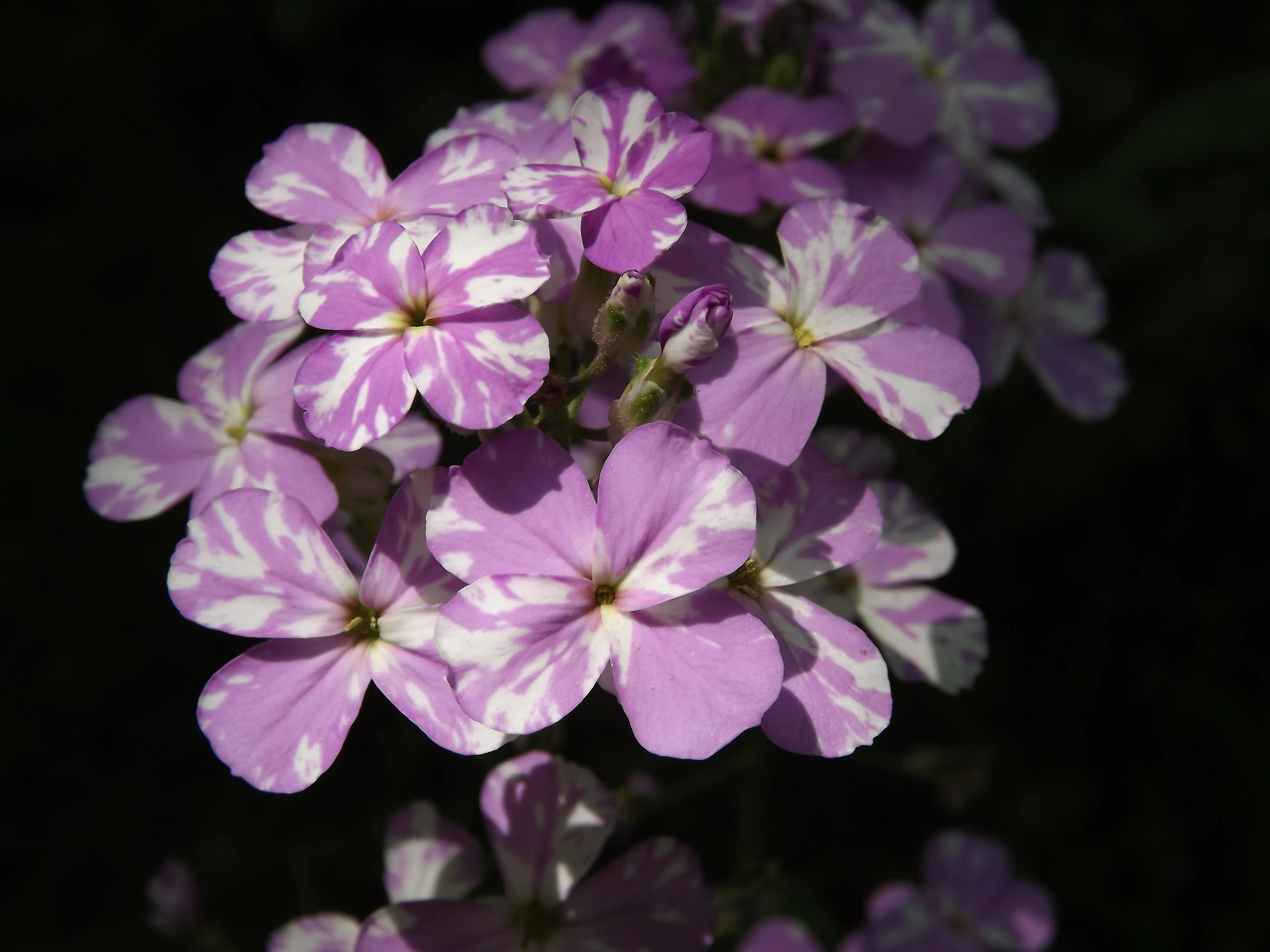 Late May and Early June Flowers