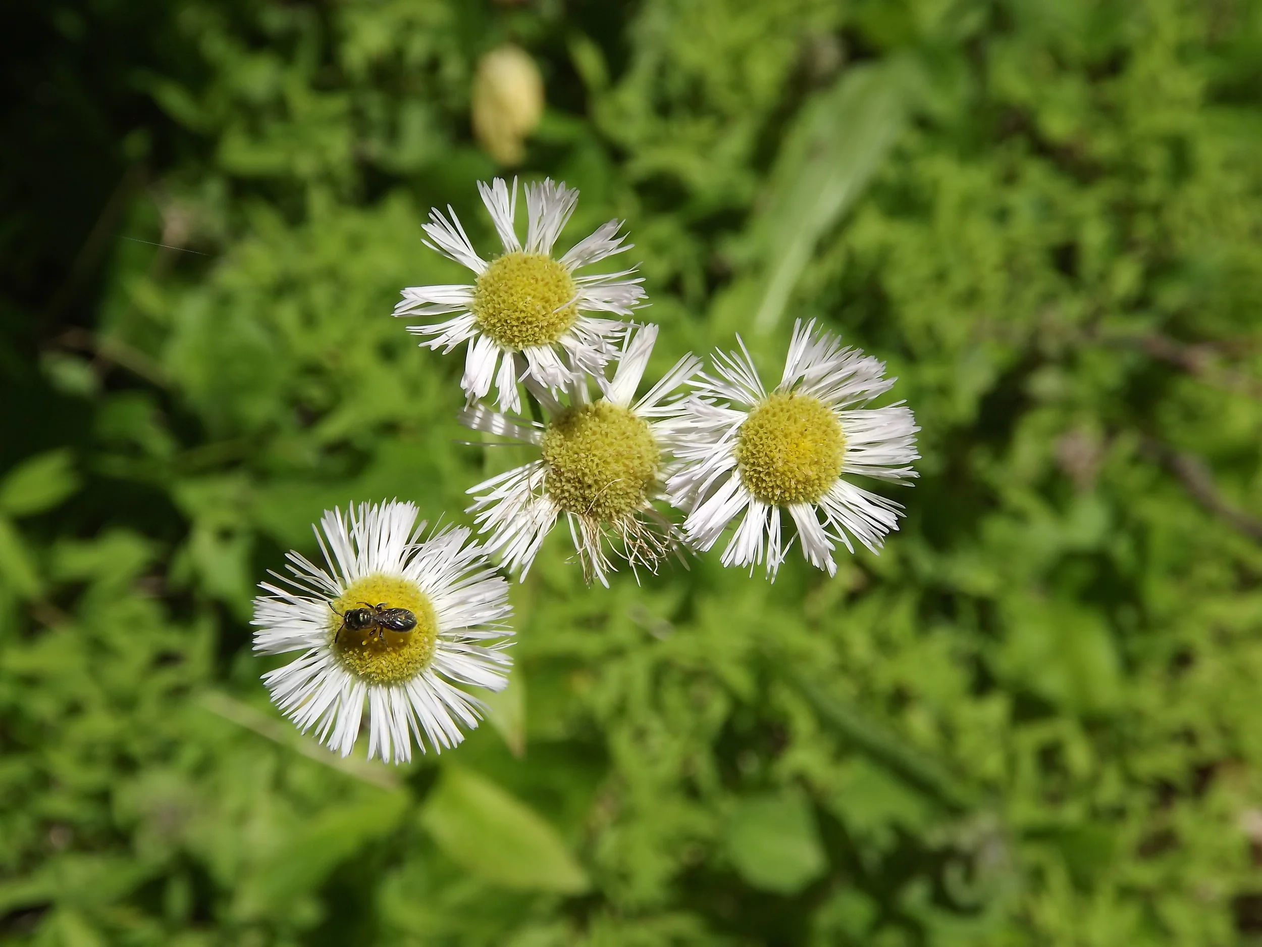 June Hike off Sevin's Road