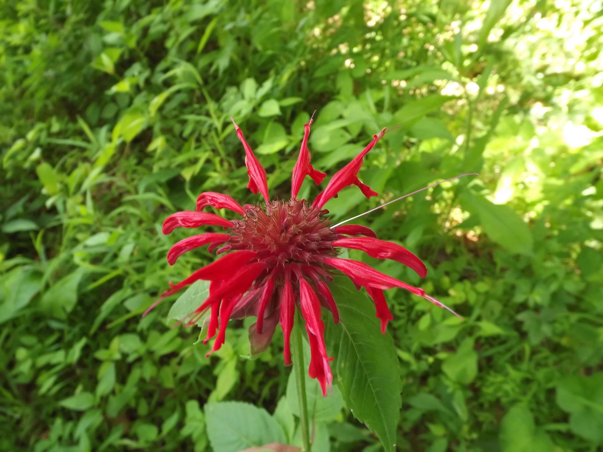Squawroot, Indian Pipes, and a Great Spangled Fritillary