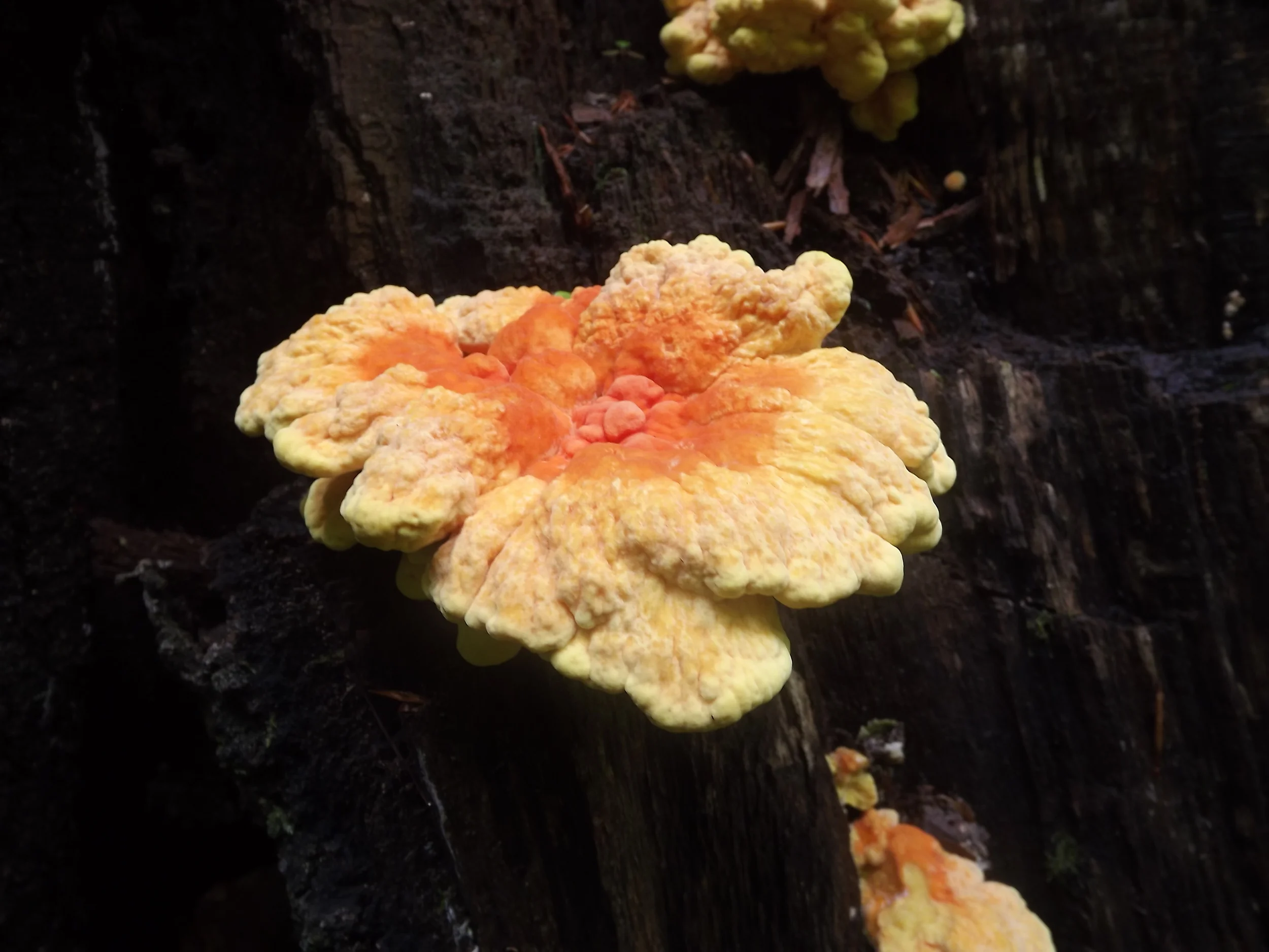 Slugs, Bugs, and Chicken of the Woods