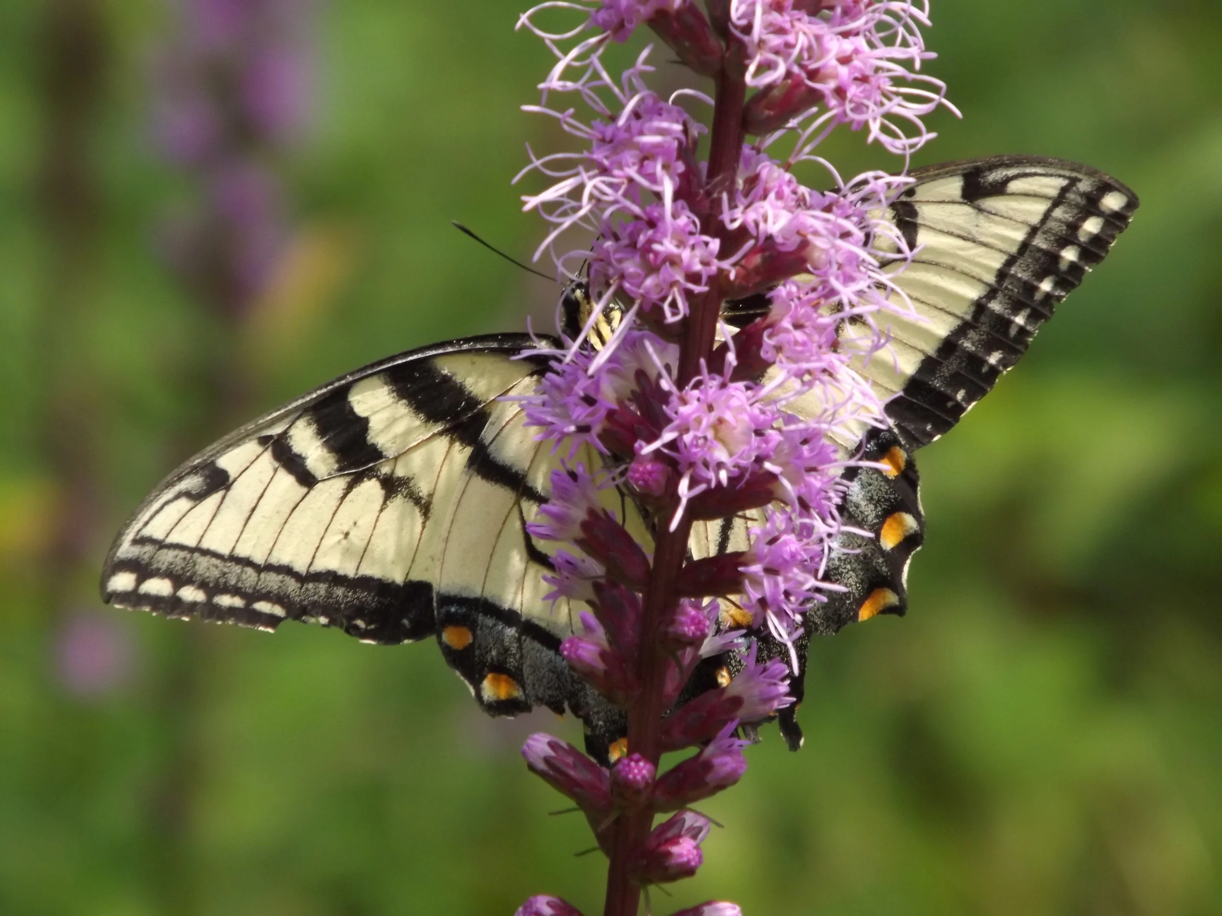Snails, Turkeytails, and Swallowtails — Natural Sewickley