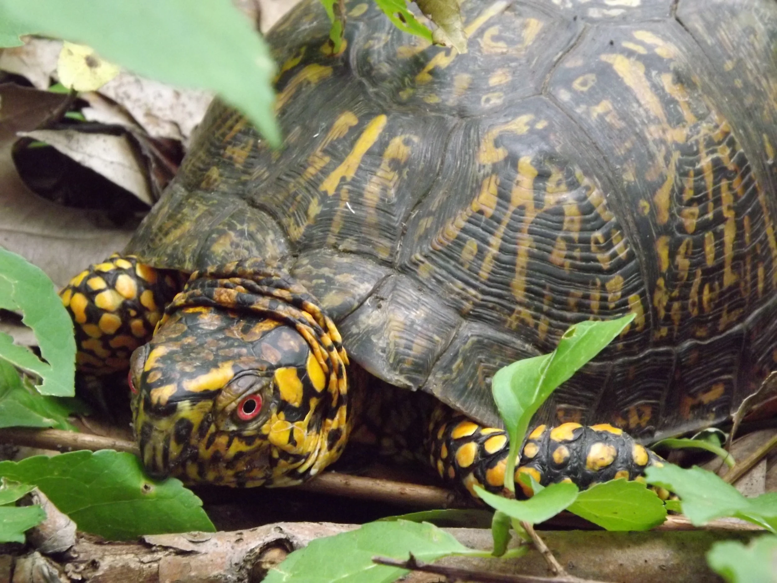 Eastern Box Turtle, Joe-pye Weed, and the Scarlet Pimpernel