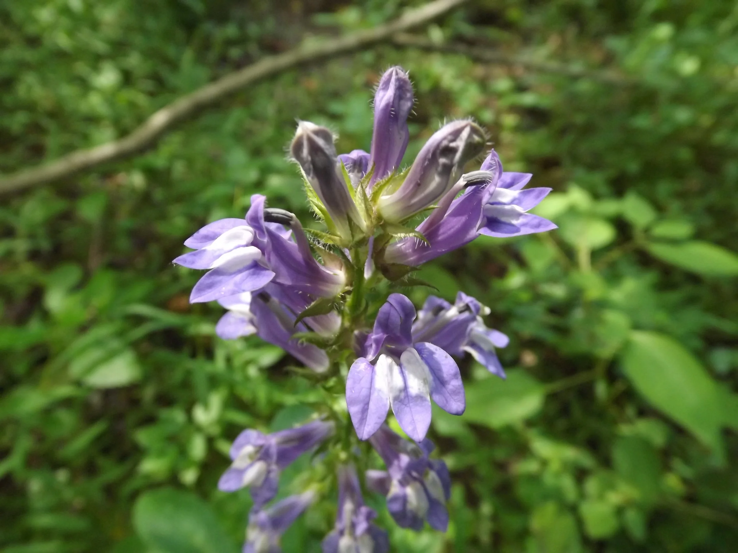 Hickory Tussock, a Turtlehead, and a Lady's Thumb